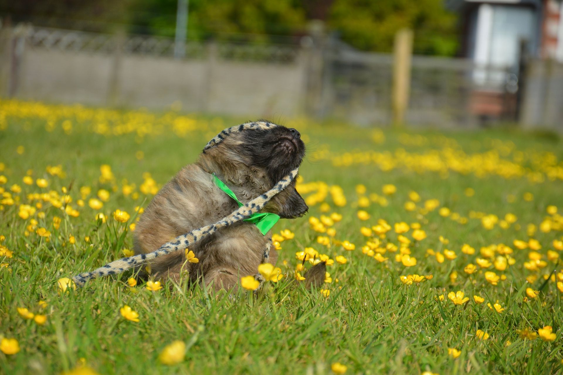 Small dog on a leash sitting in a grassy field with yellow flowers