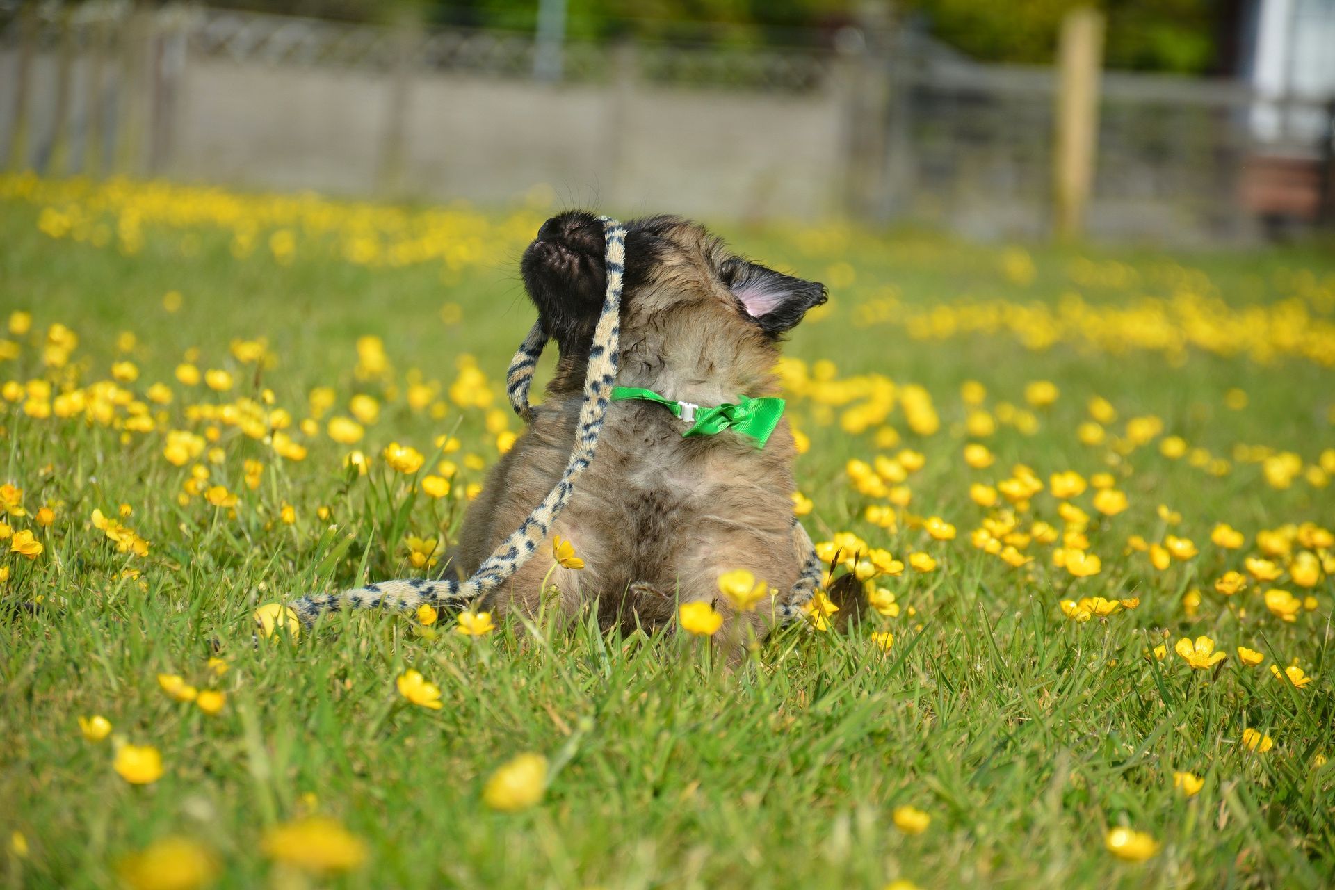 Dog sitting in a yellow wildflower field, wearing a green collar and looking to the side