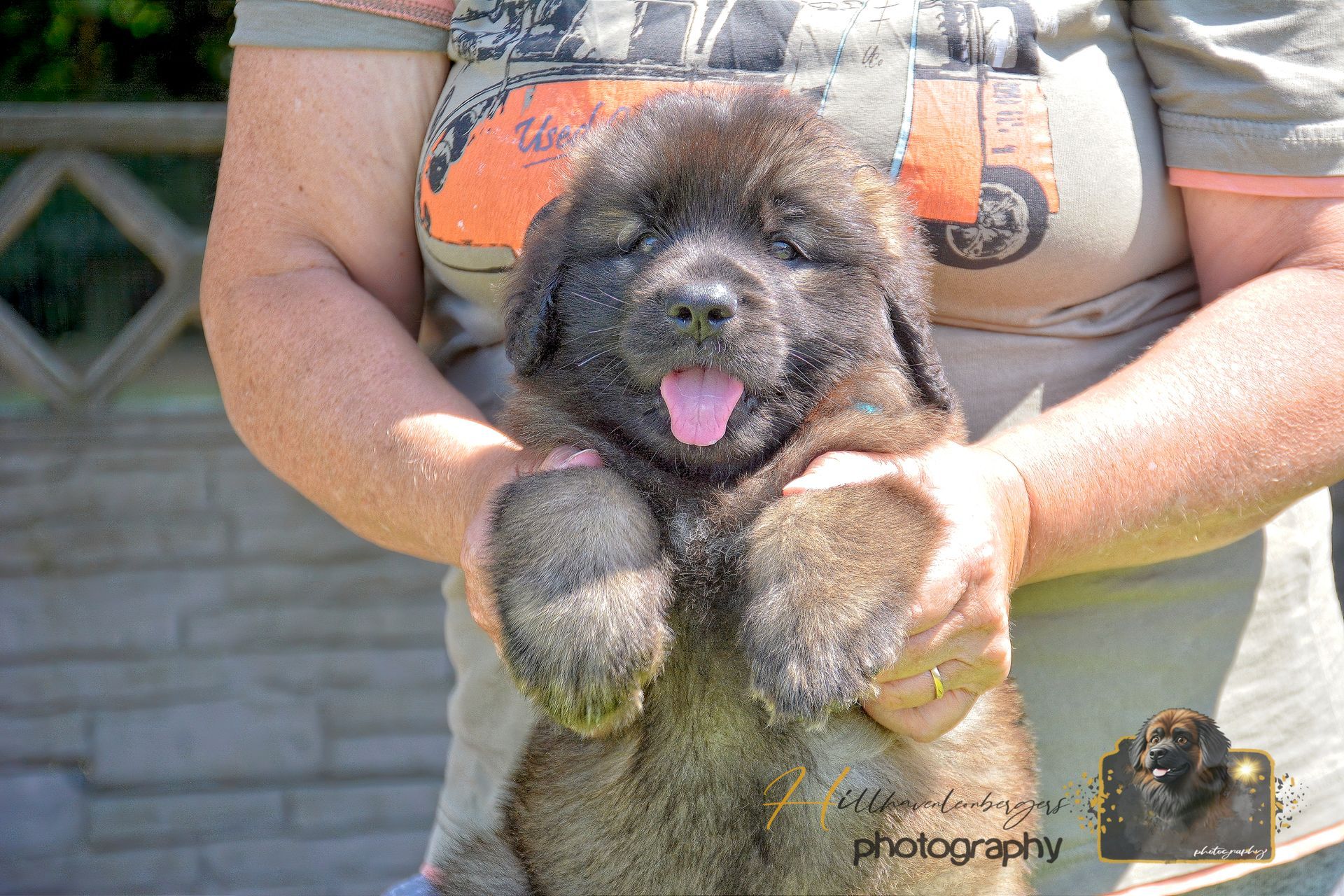 Small fluffy puppy being held up outdoors, tongue out, with a stone wall in the background