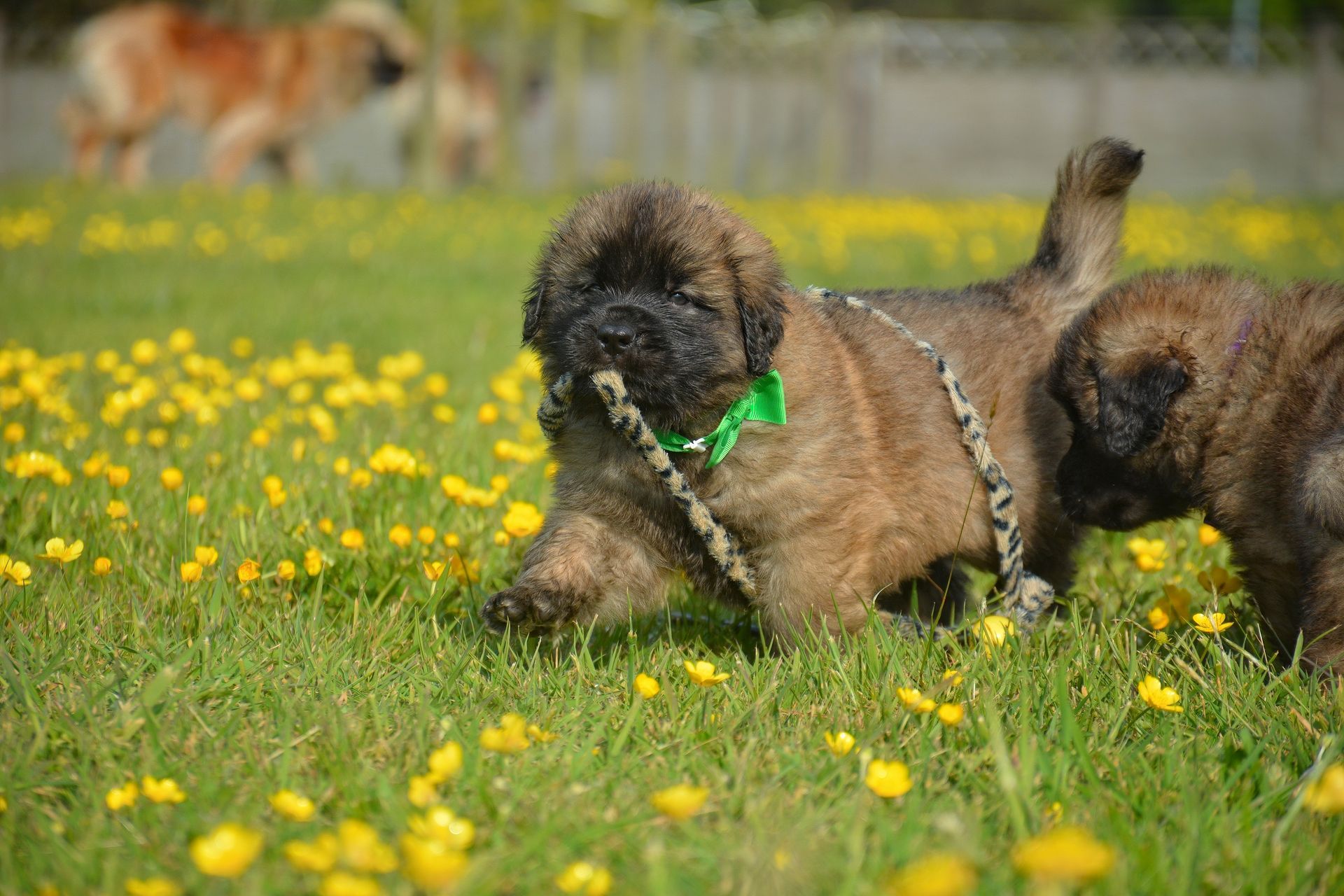 Two brown puppies playing in a grassy field with yellow flowers, one wearing a green harness.
