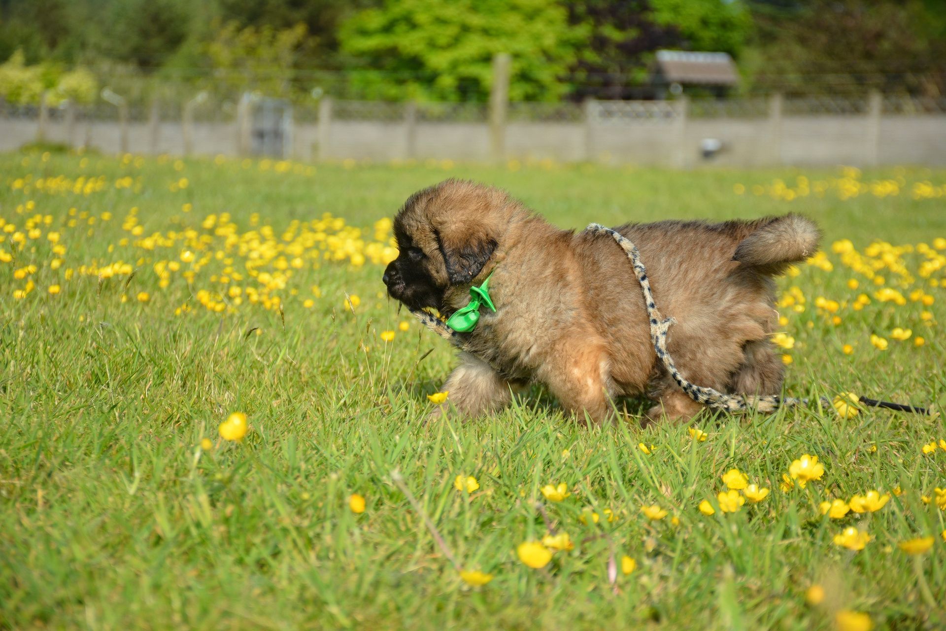 Small brown puppy running through a grassy field with yellow flowers