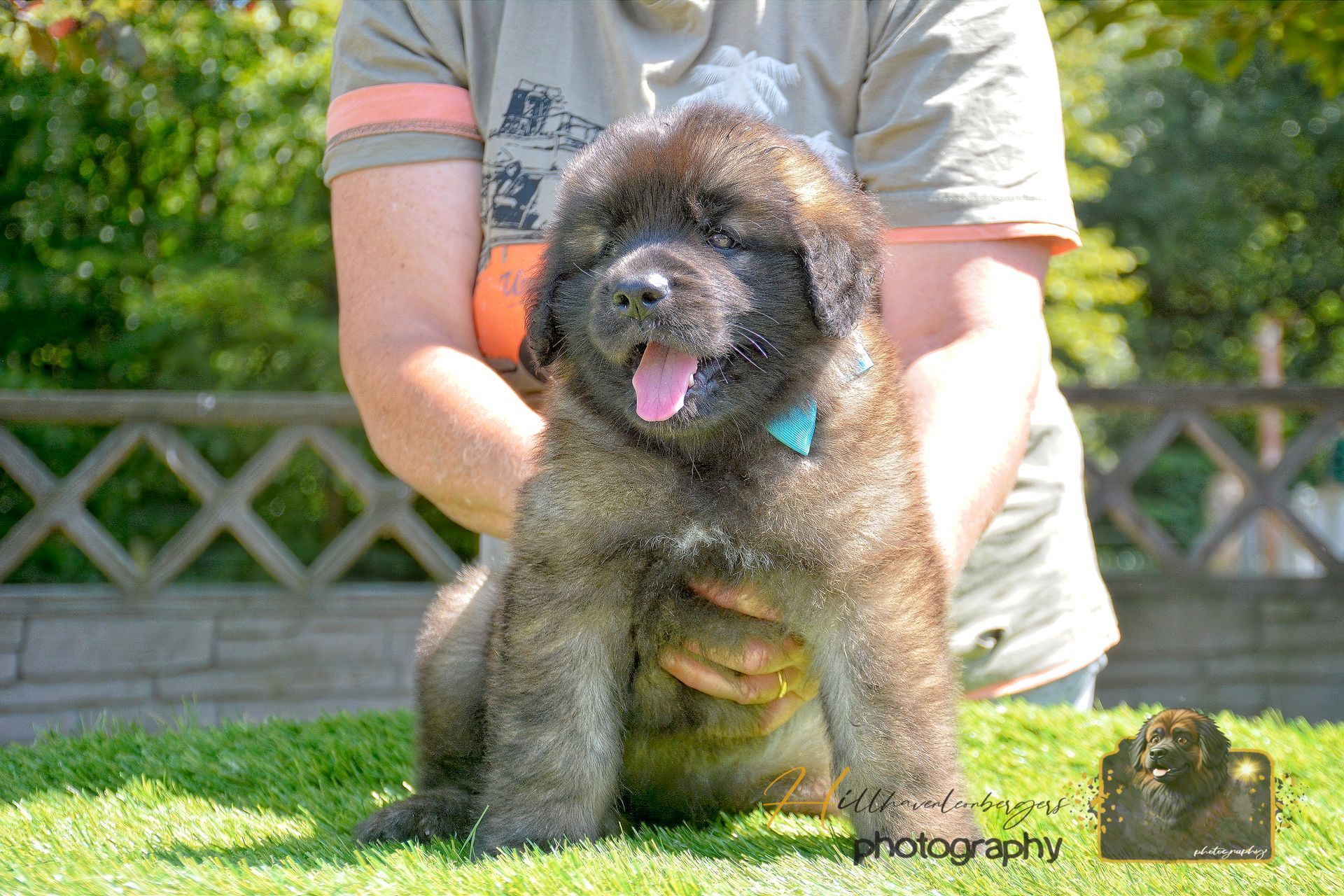 A fluffy brown puppy being held by a person outdoors on a grassy lawn.