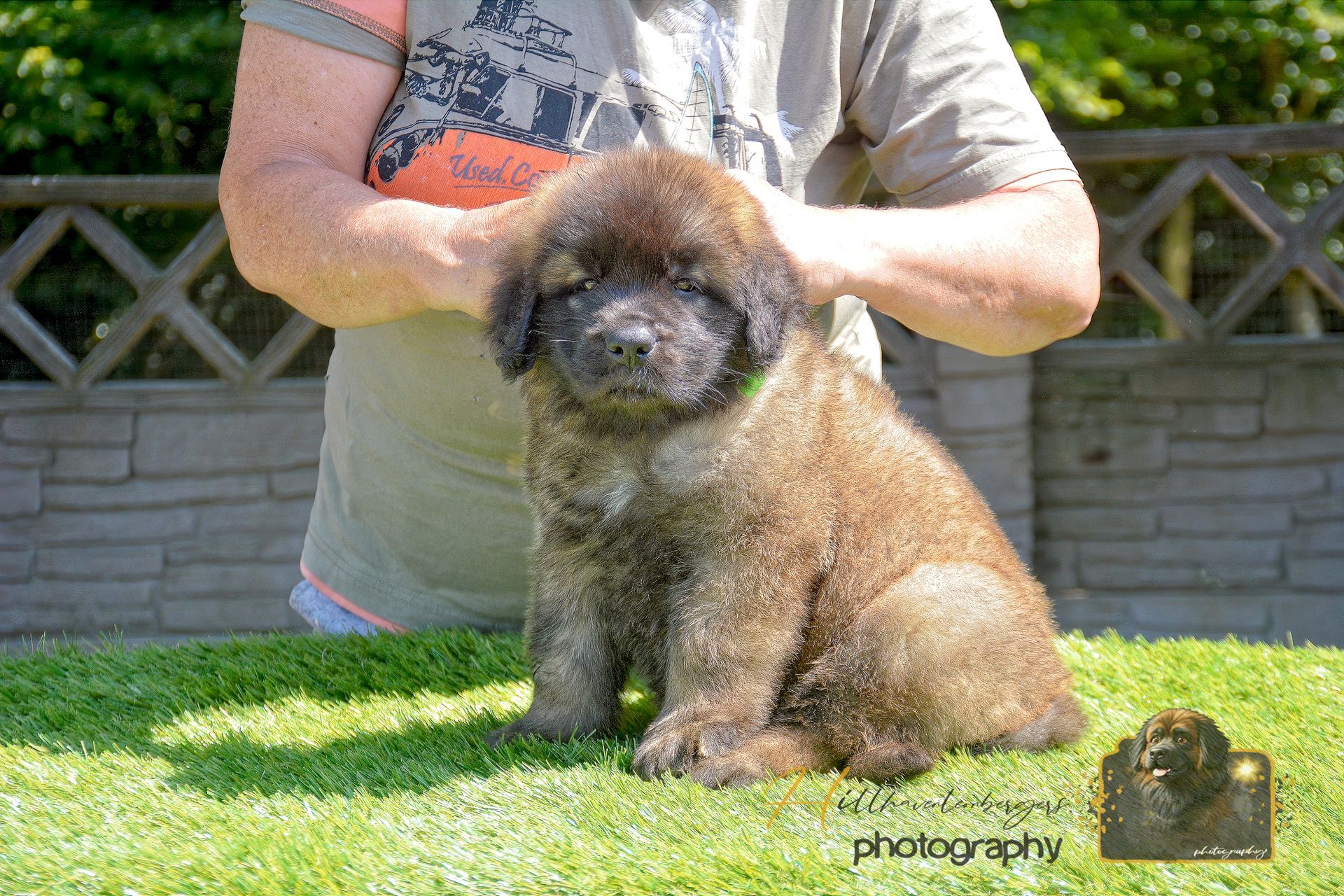 Small fluffy brown dog sitting on grass, held by a person outdoors in a yard.