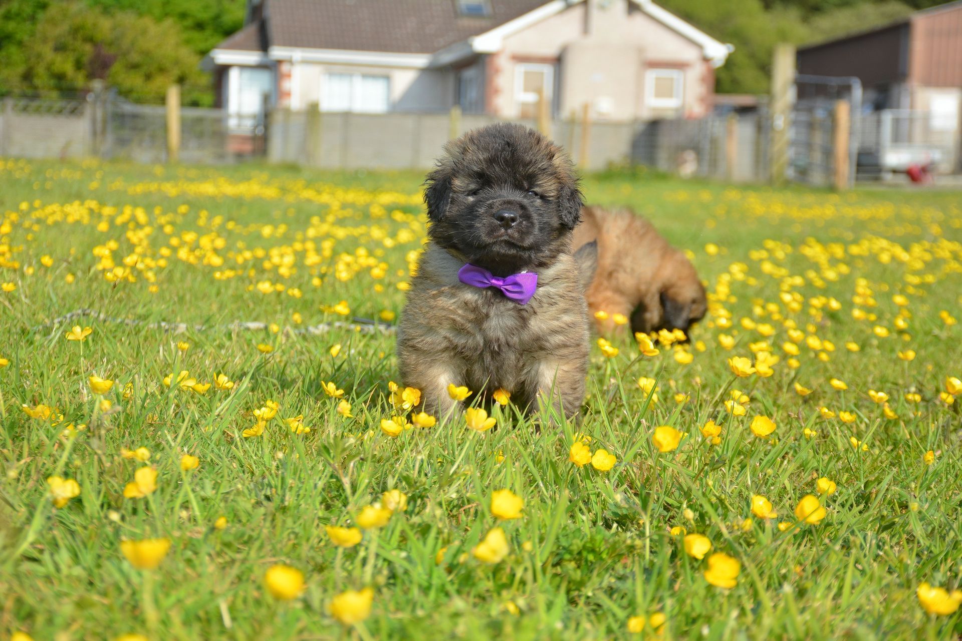 Small black dog with a purple collar standing in a yellow flower field, with another dog in the background