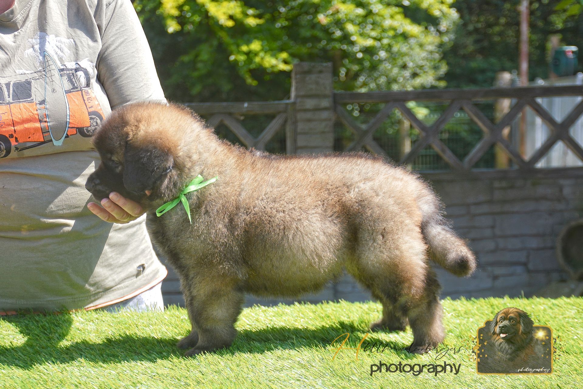 Small fluffy brown puppy on a leash standing on grass next to a person outdoors
