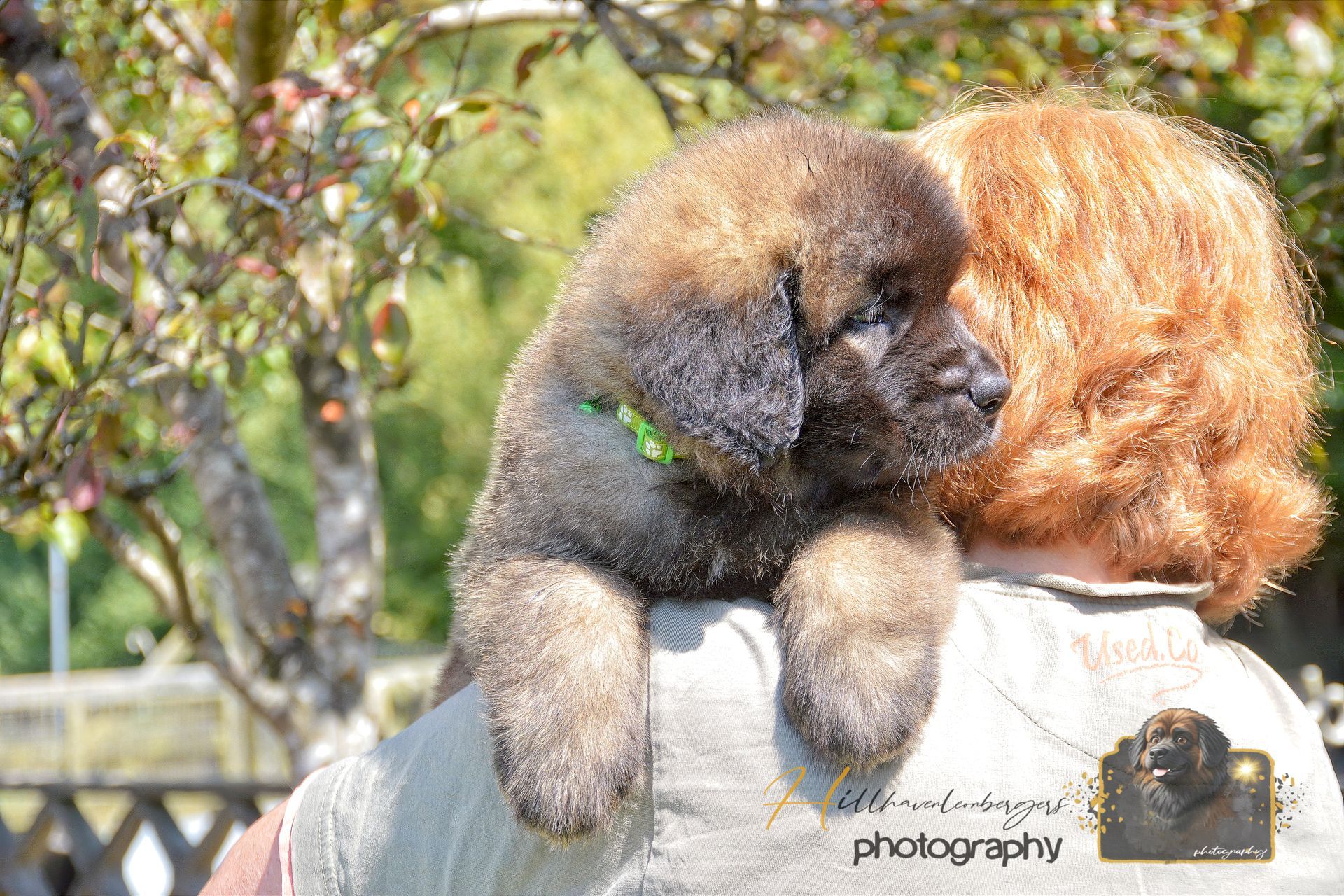 Puppy with dark face and fluffy tan fur resting on a person’s shoulder outdoors