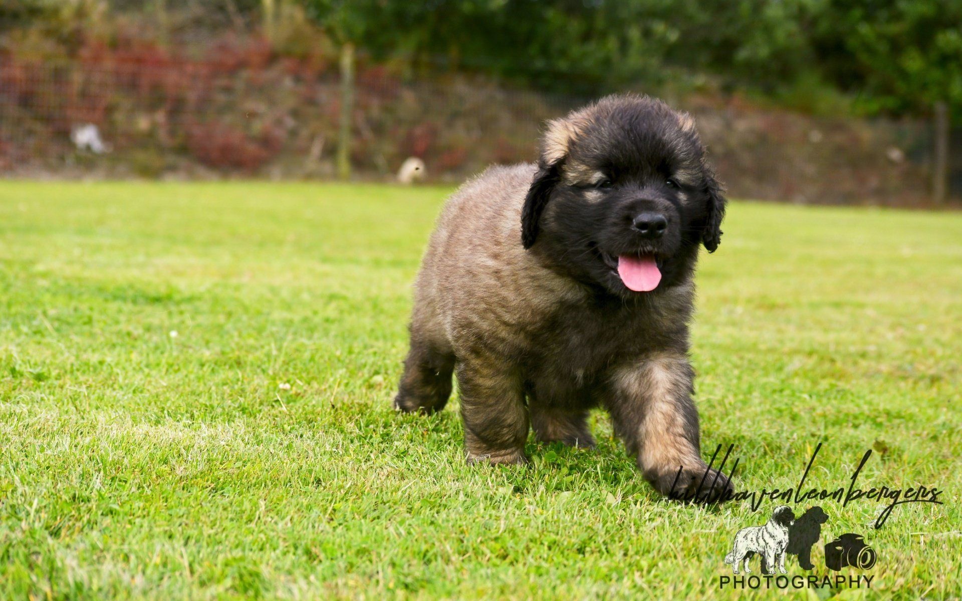 Hillhavenleonbergers leonbergers