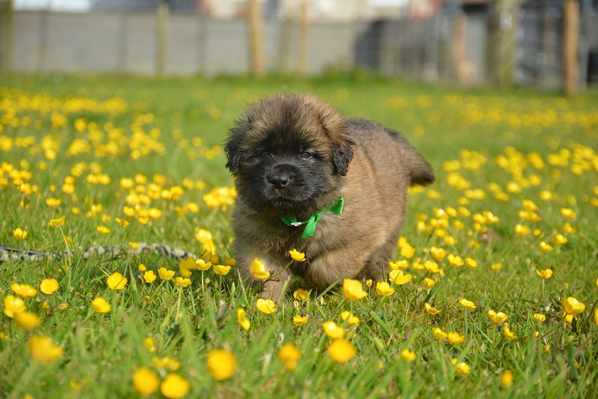 Brown puppy running through a field of yellow flowers in sunlight