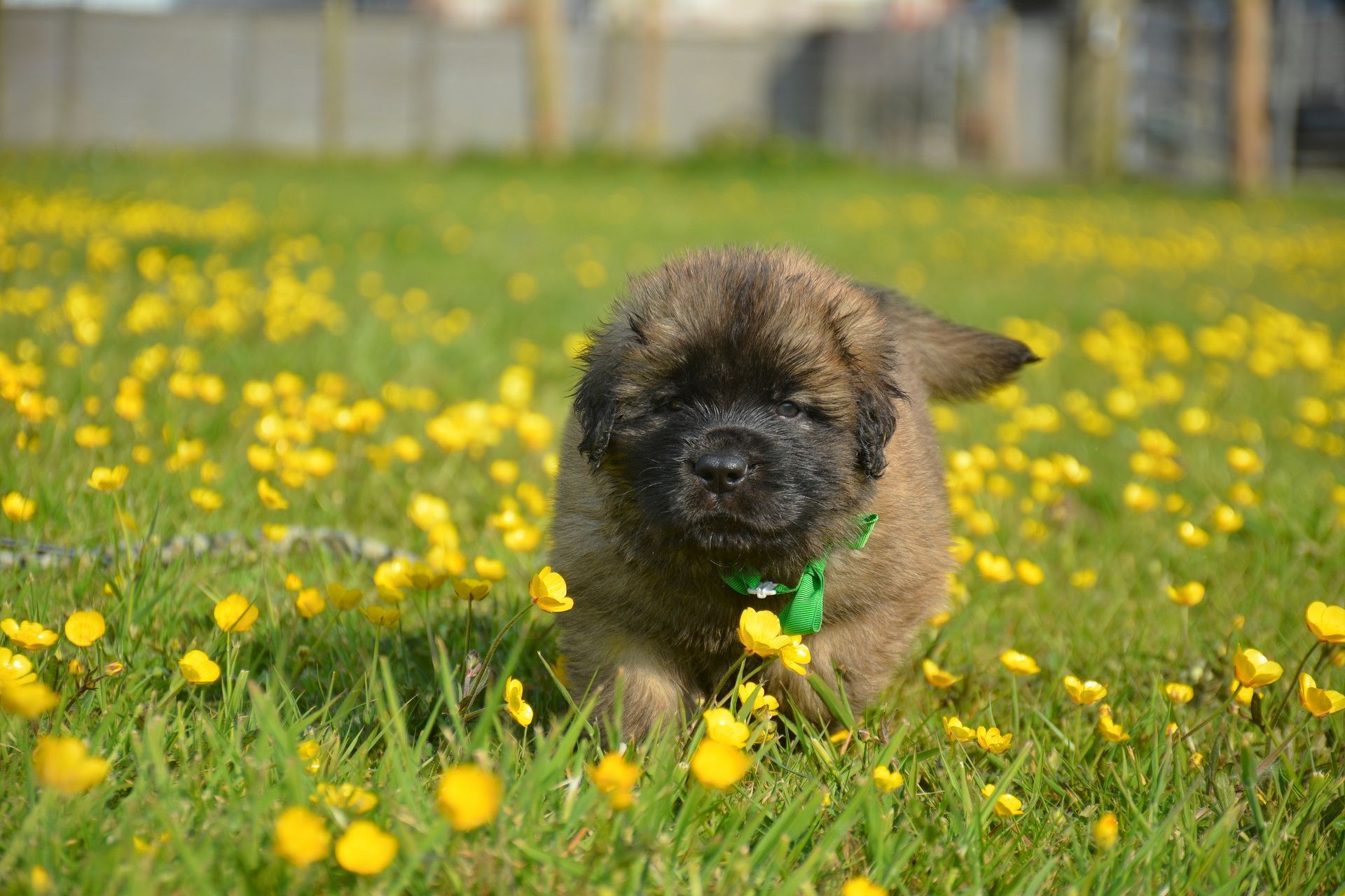 Small fluffy brown puppy running through a yellow wildflower field holding a green toy