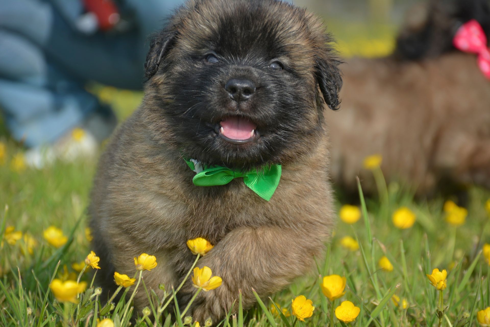 Small fluffy puppy with a green bow lying in grass among yellow flowers, tongue out