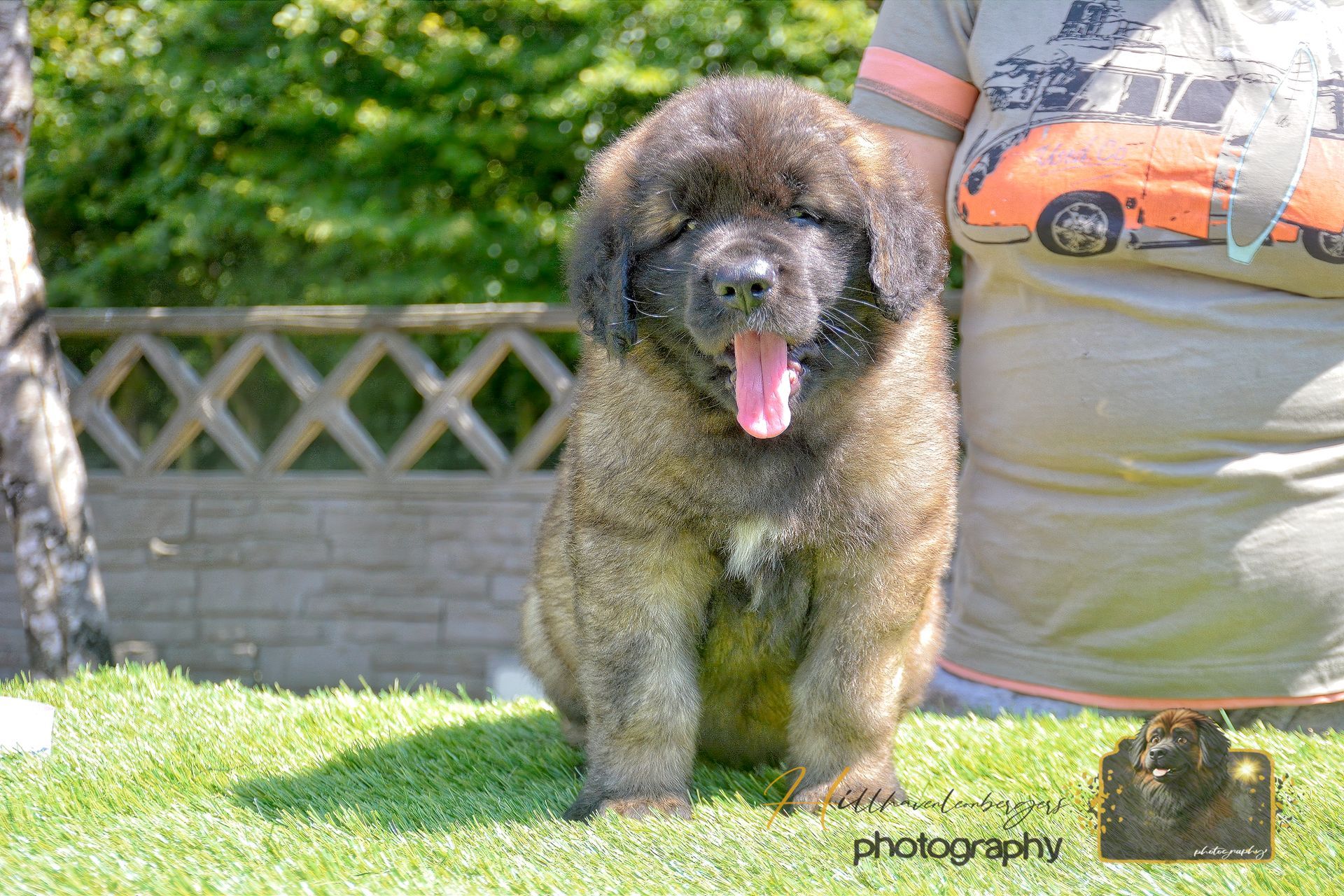 Fluffy black-and-tan dog standing on grass with tongue out, in a sunny yard with a brick wall behind it
