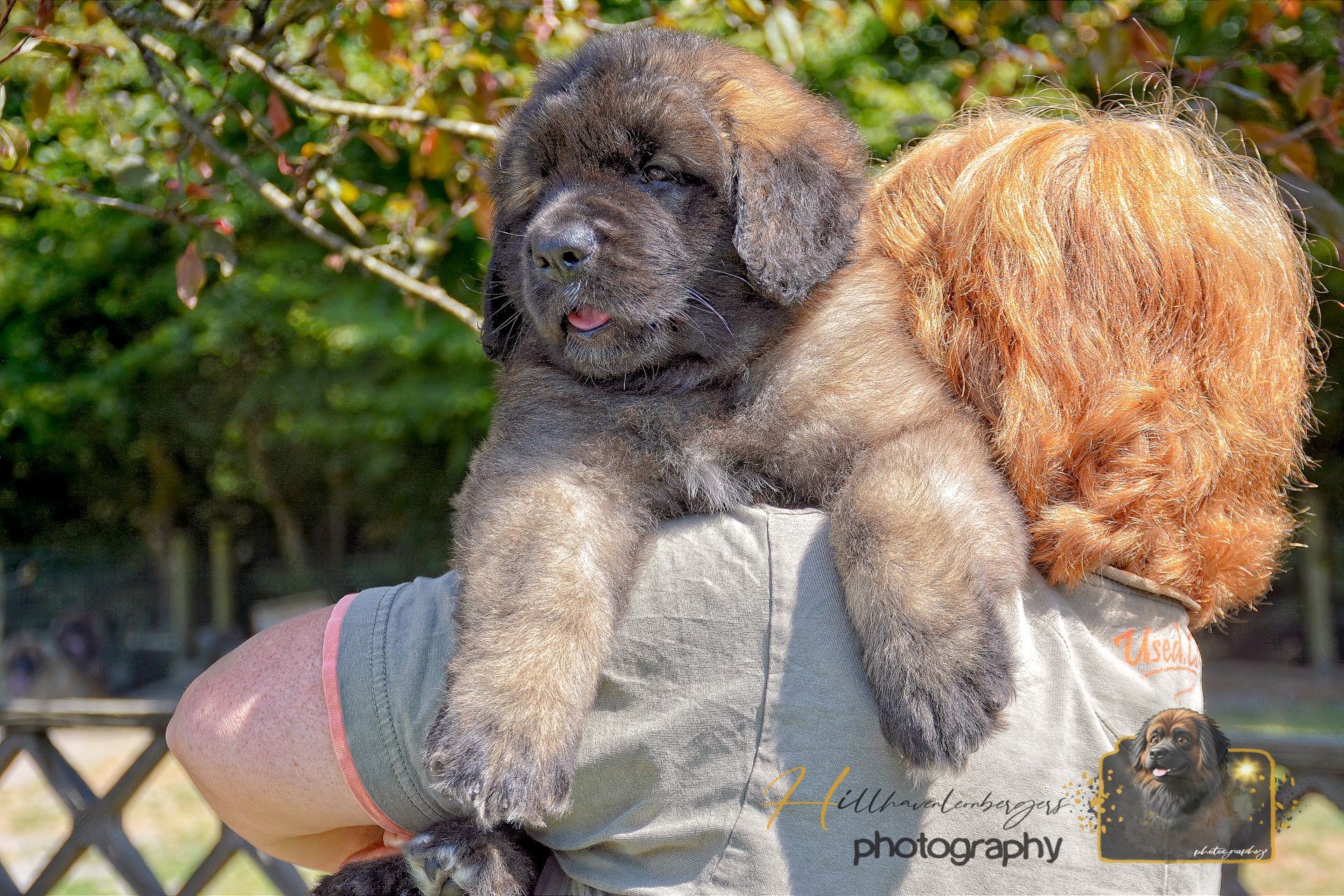 Two fluffy dogs riding together outdoors, one black and one tan, with greenery in the background