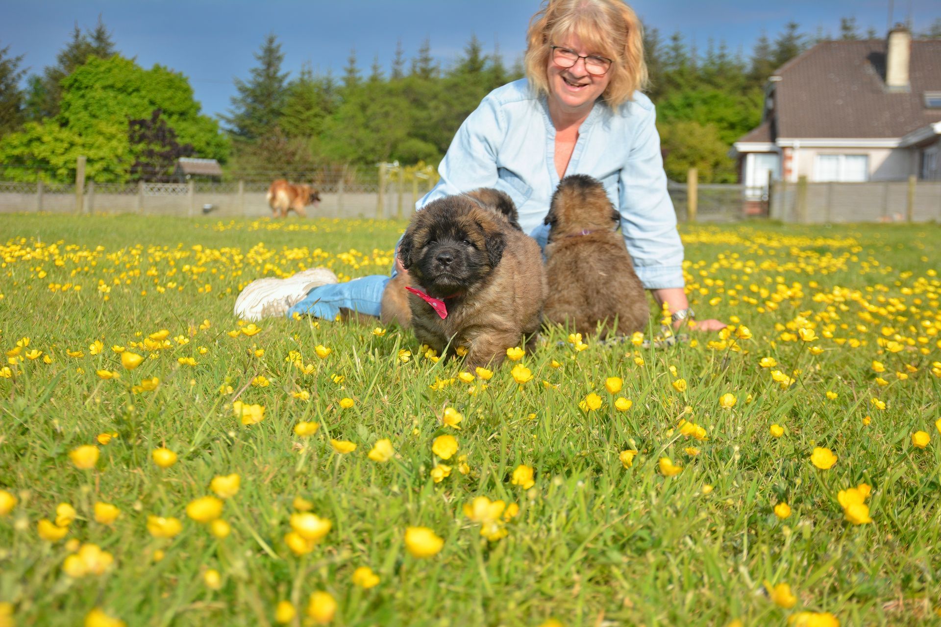 Woman леж in yellow flower field with two dogs, smiling outdoors near a house and trees
