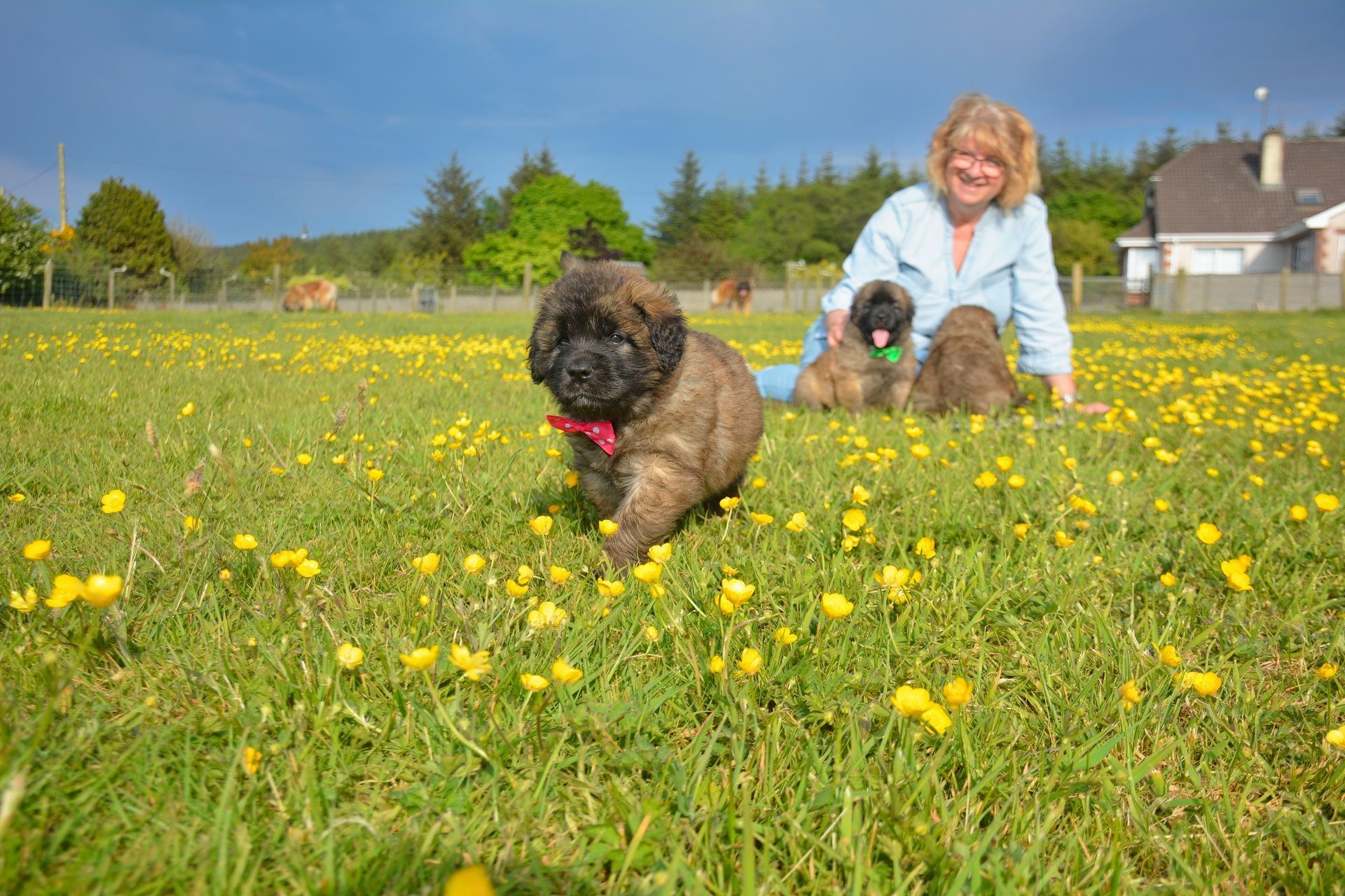 Two dogs running through a yellow flower-filled field, with a woman smiling in the background