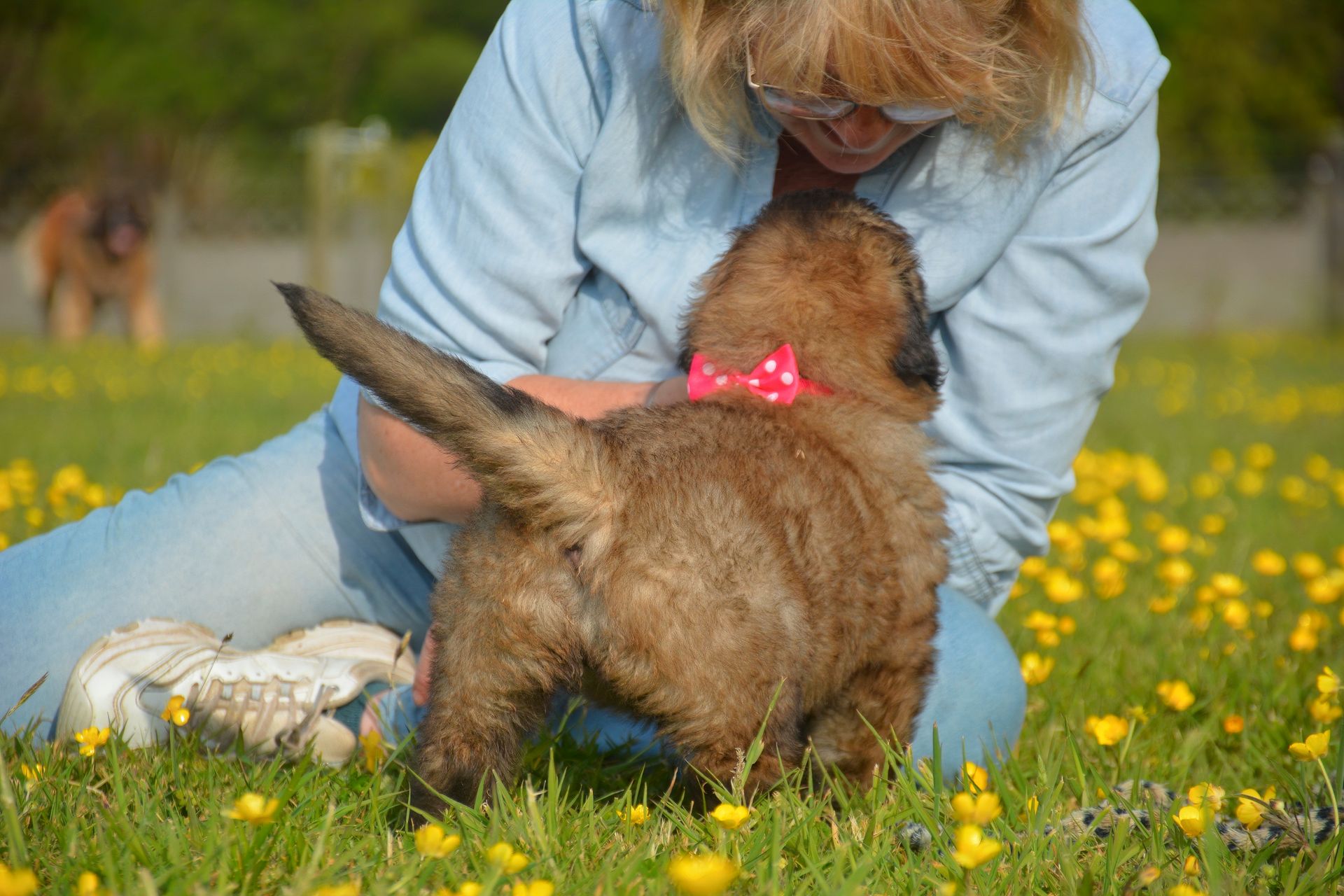 Person kneels on grass petting a small brown dog with a pink bow in a flowered field