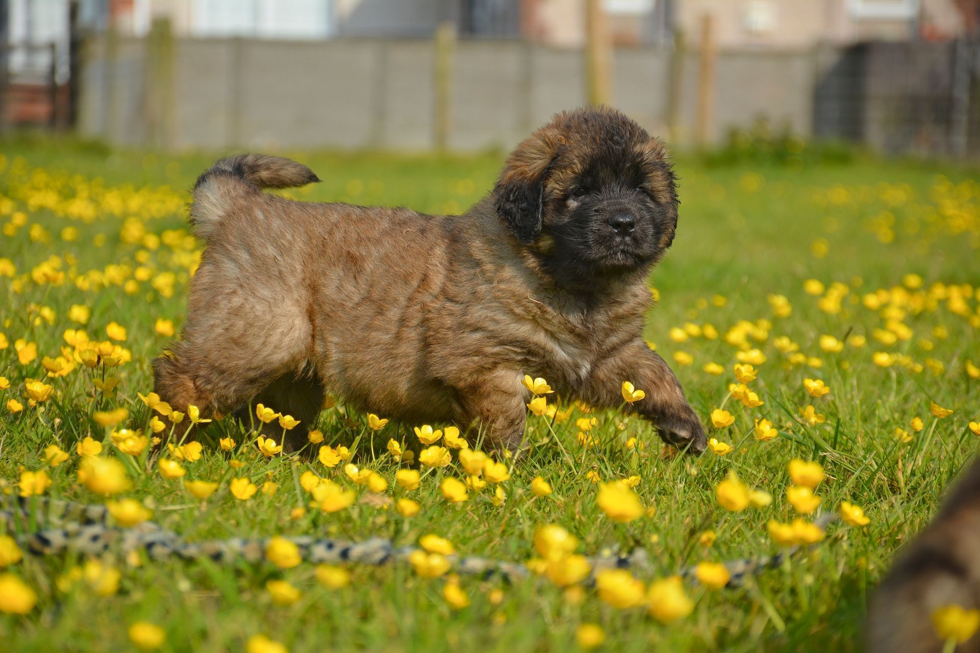 Small fluffy brown dog walking through a grassy field of yellow flowers