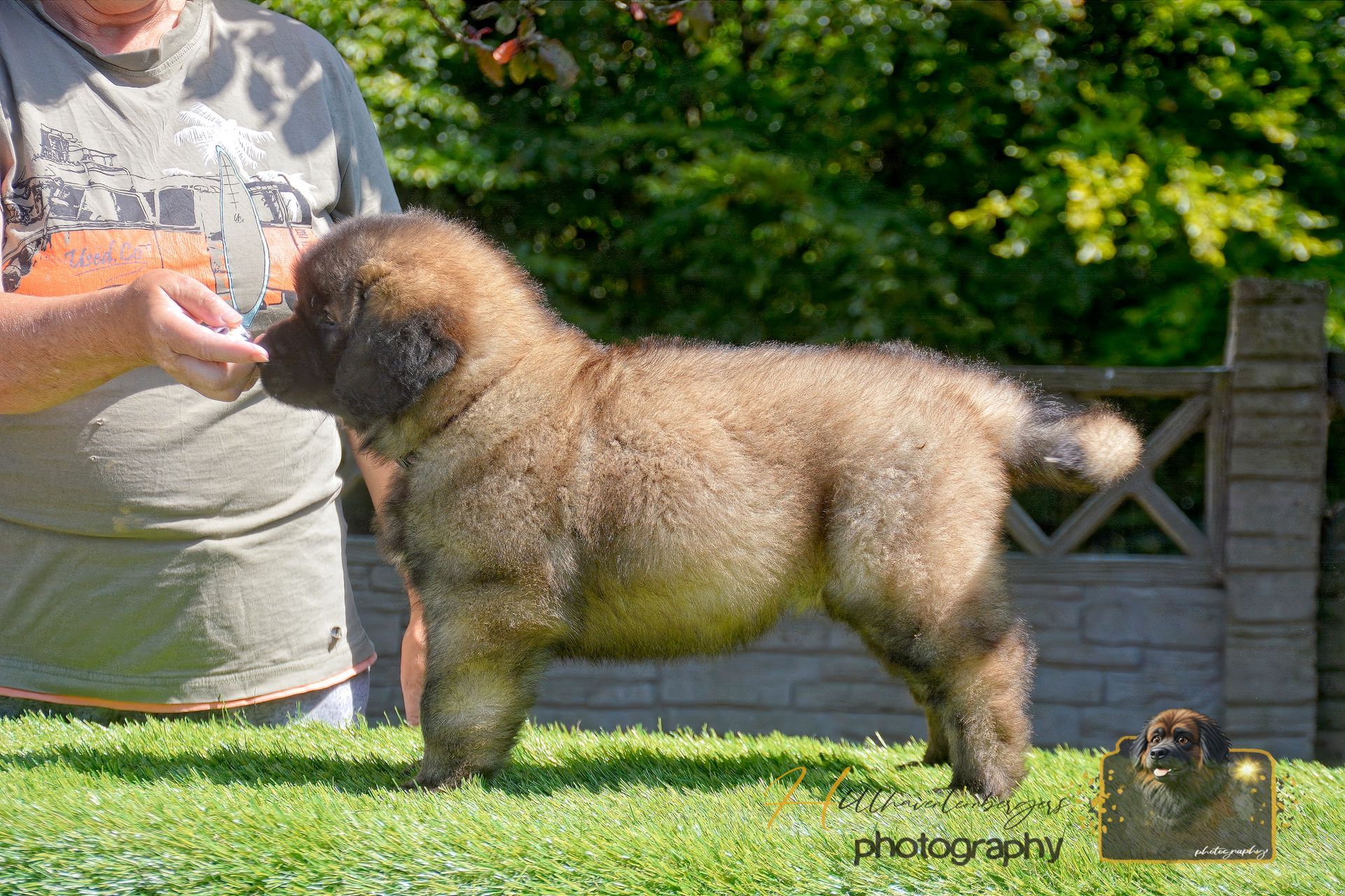 Fluffy brown puppy standing on grass, being held by a person outdoors in a garden