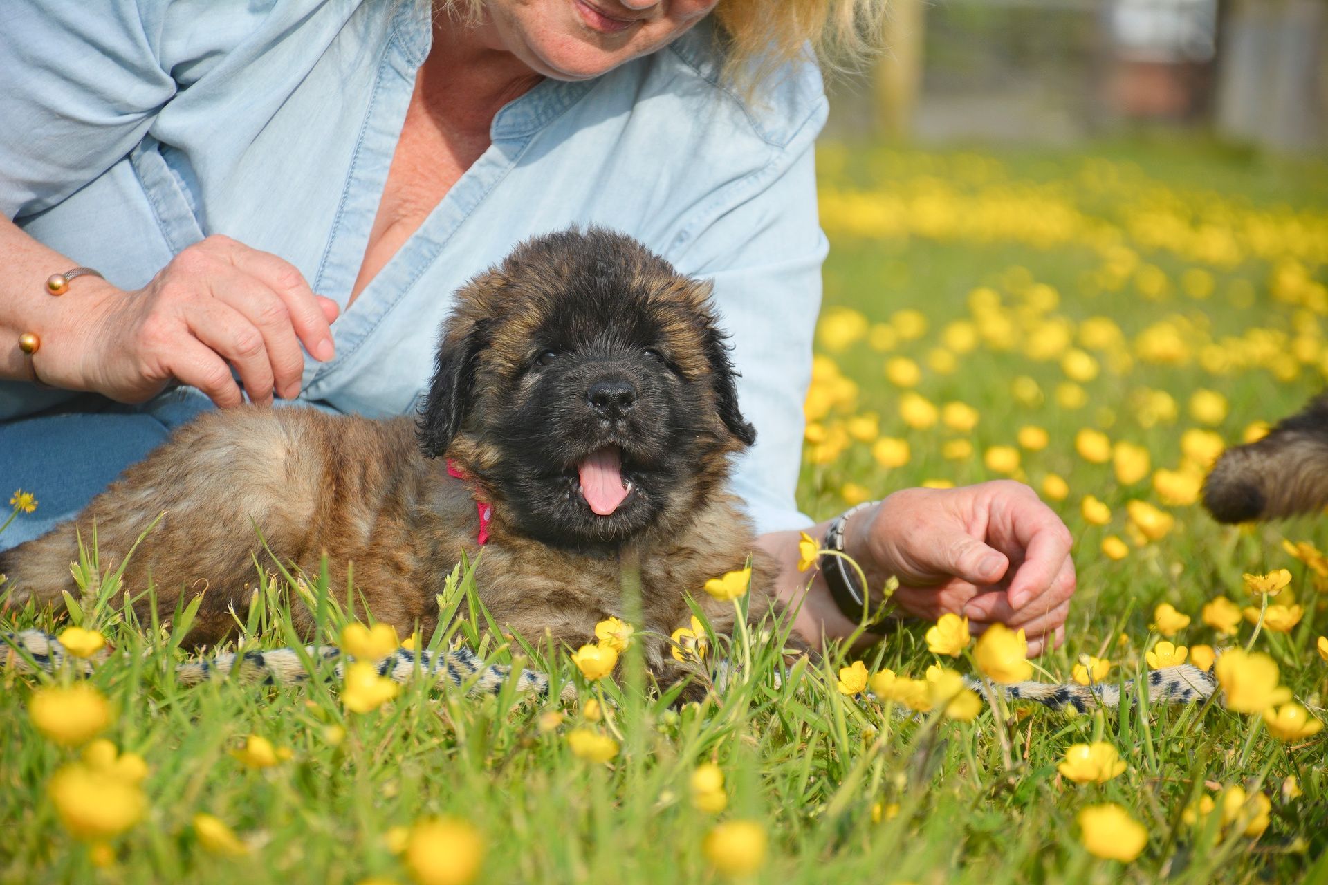 Person lying in a yellow flower field with a fluffy black-brown puppy, both close to the ground
