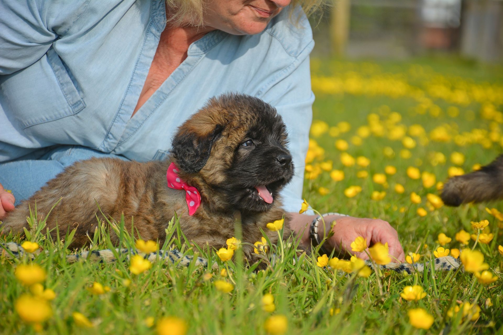 Woman lying in grass with a small dog wearing a pink collar among yellow flowers