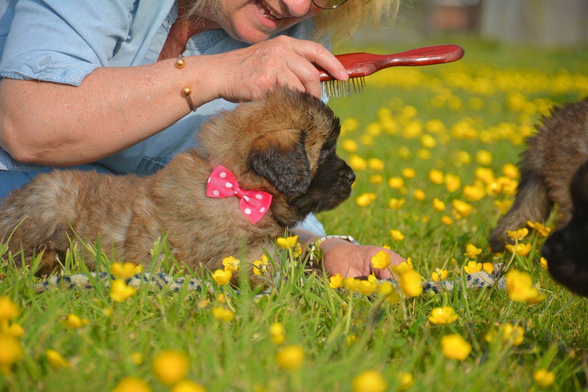 Person petting puppy with pink bow in a yellow flower field