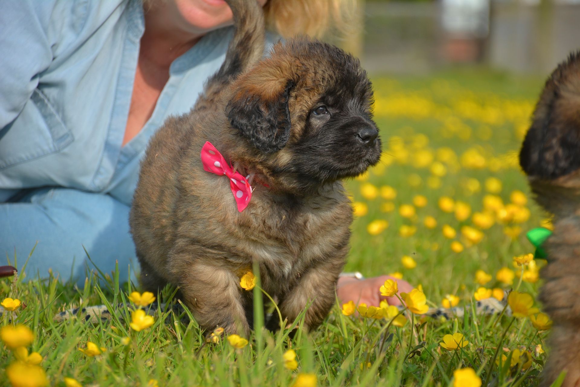 Small fluffy puppy with a pink bow sitting in grass with yellow flowers near a person outdoors