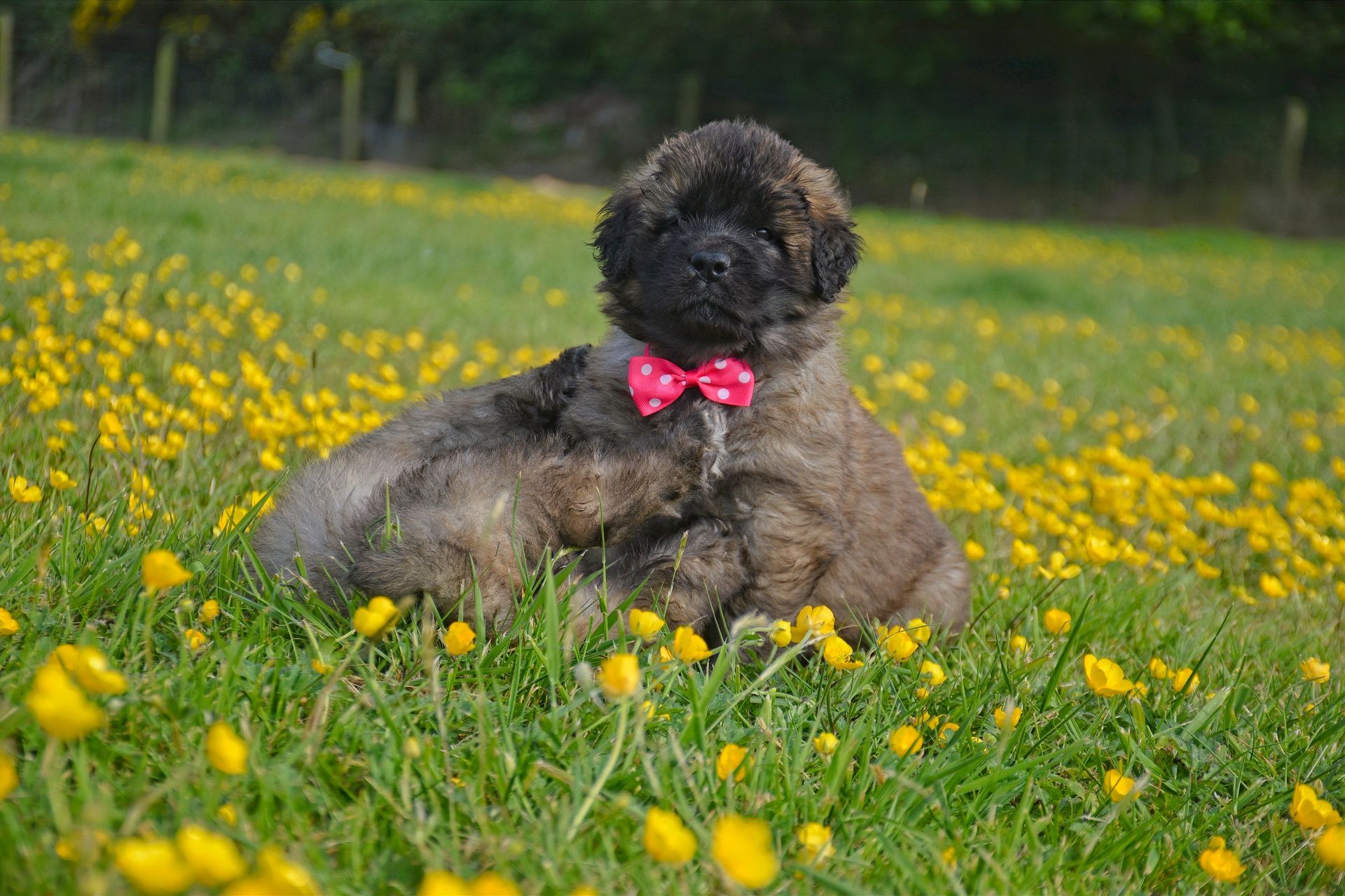 Small curly-haired dog with a pink bow lying in a yellow wildflower field