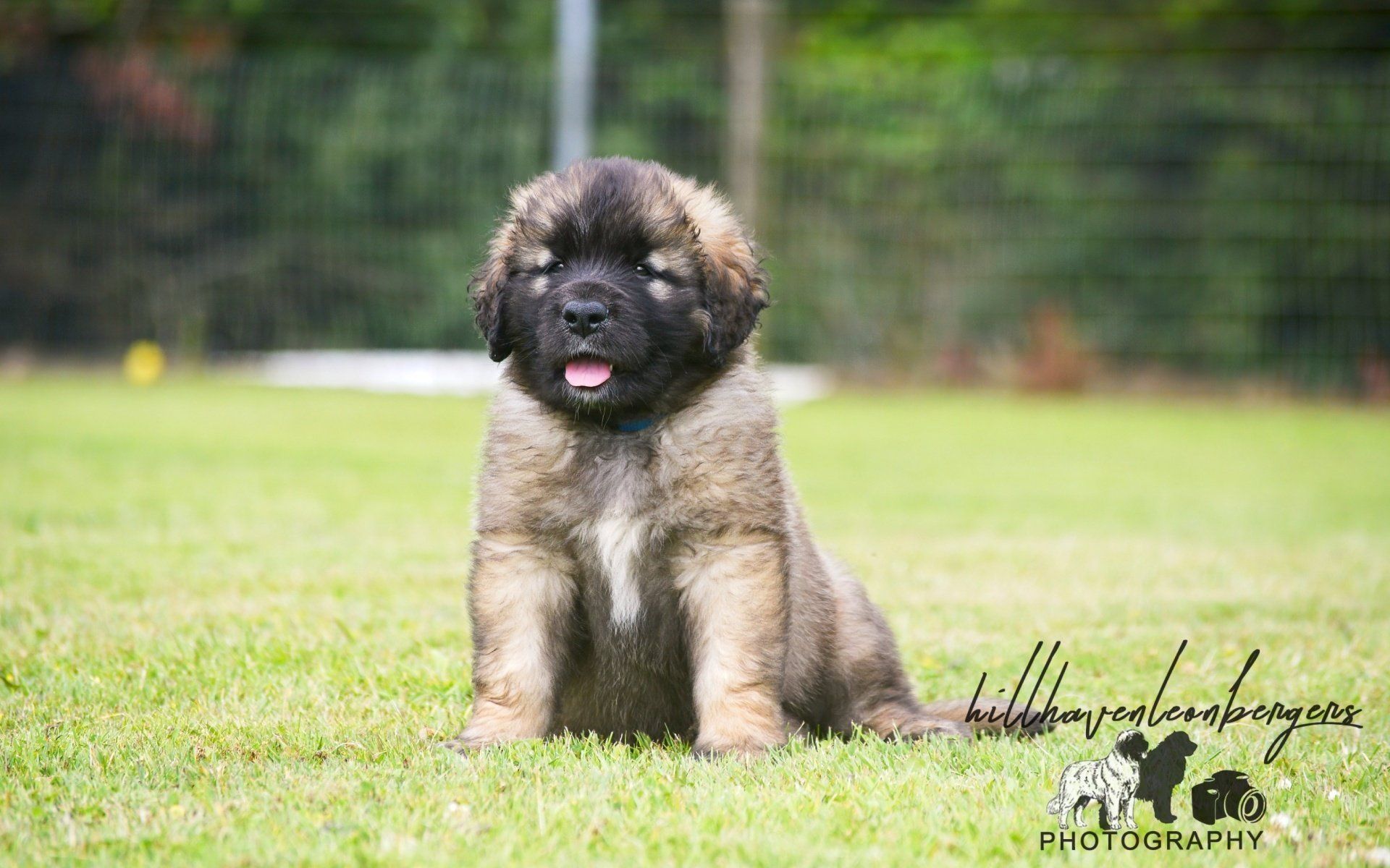 Hillhavenleonbergers leonbergers