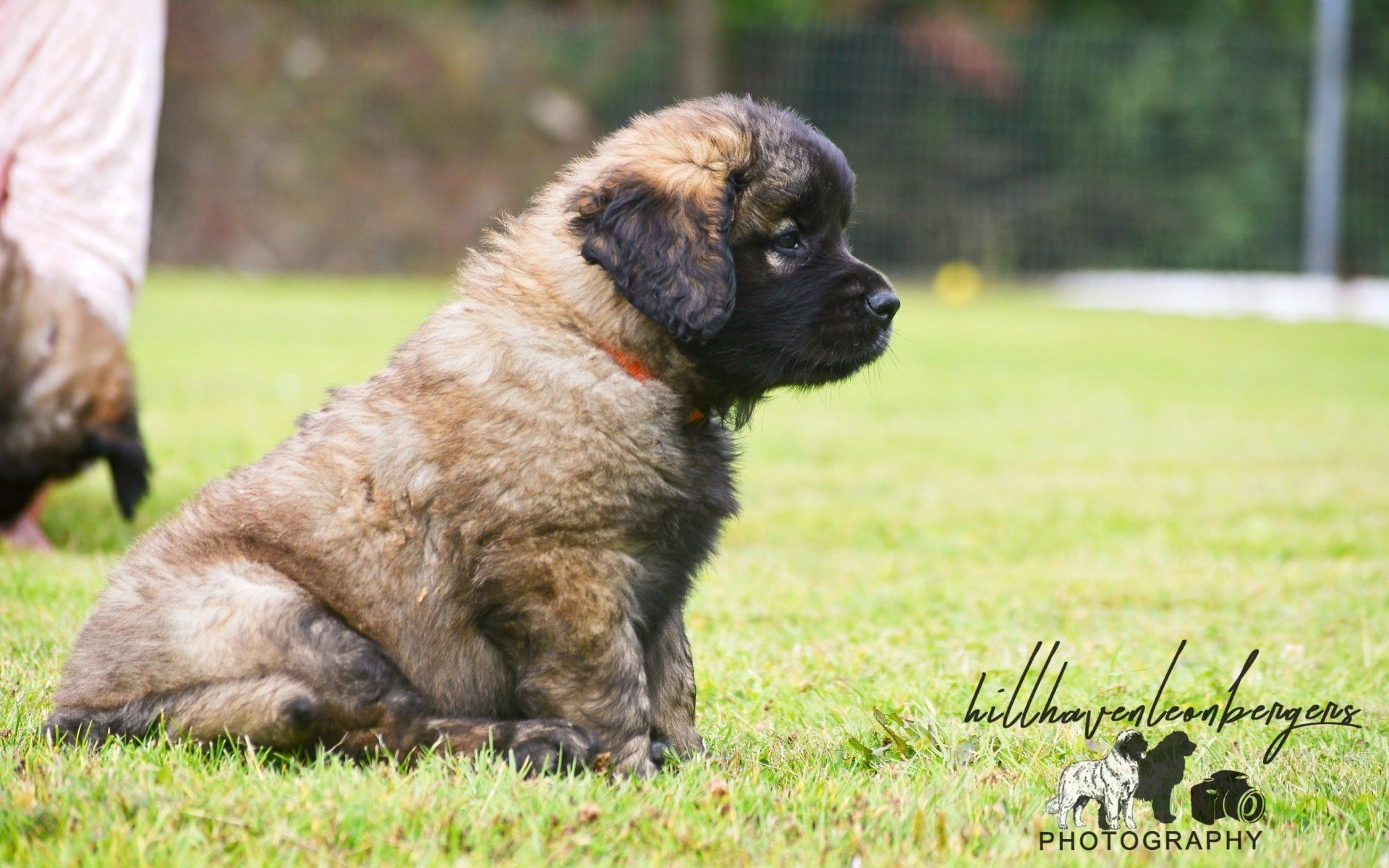 Hillhavenleonbergers leonbergers