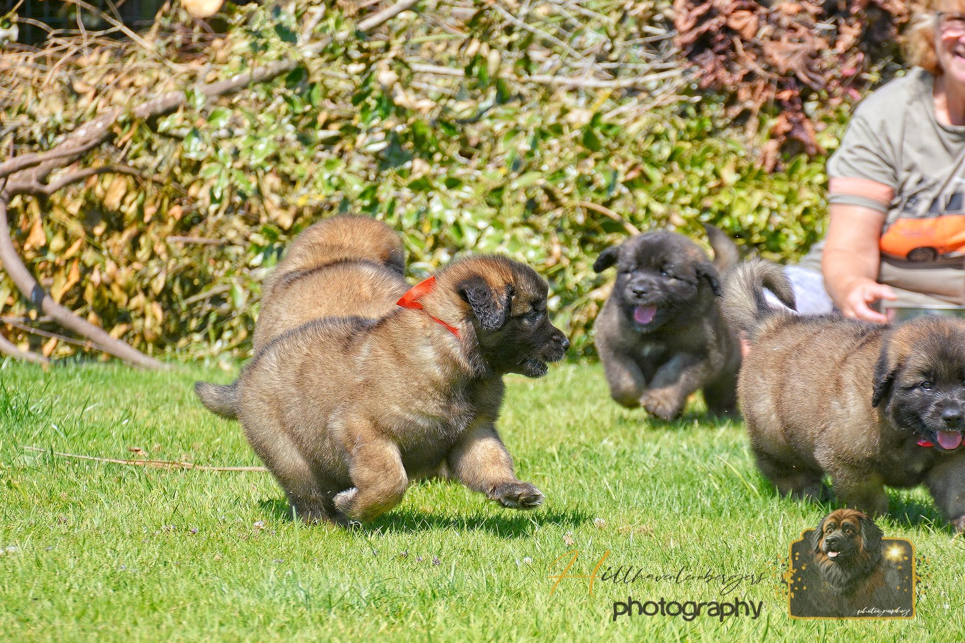 Three dogs playing on grass, with one person sitting nearby.