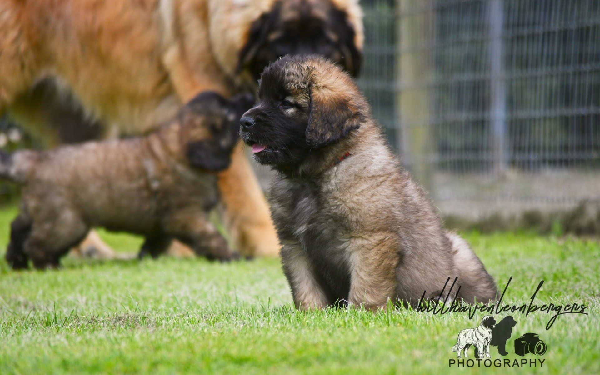 Hillhavenleonbergers leonbergers