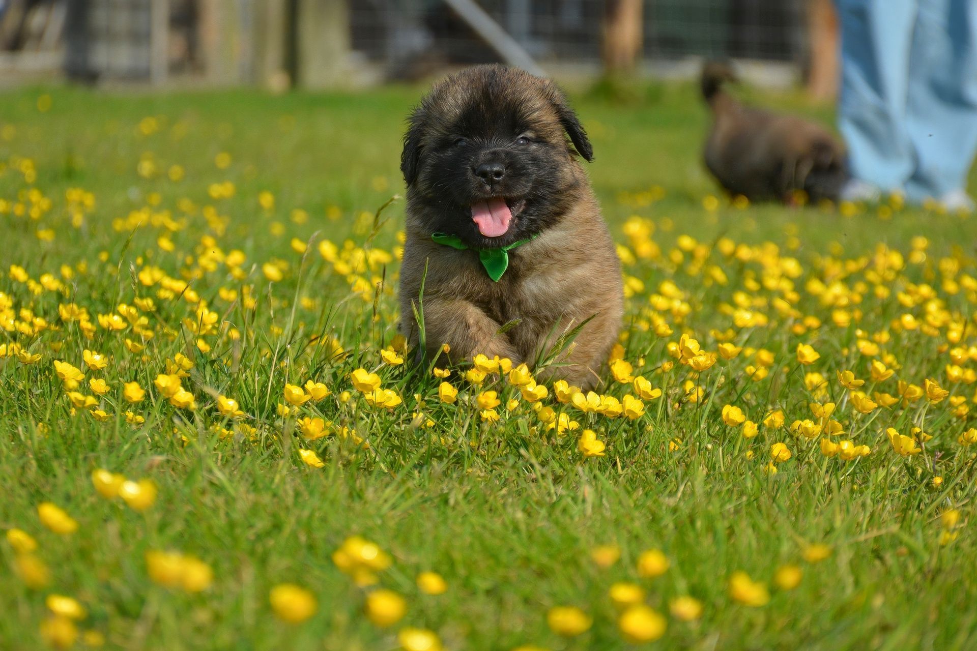 Small black dog sitting in a yellow wildflower field with a green collar and tongue out