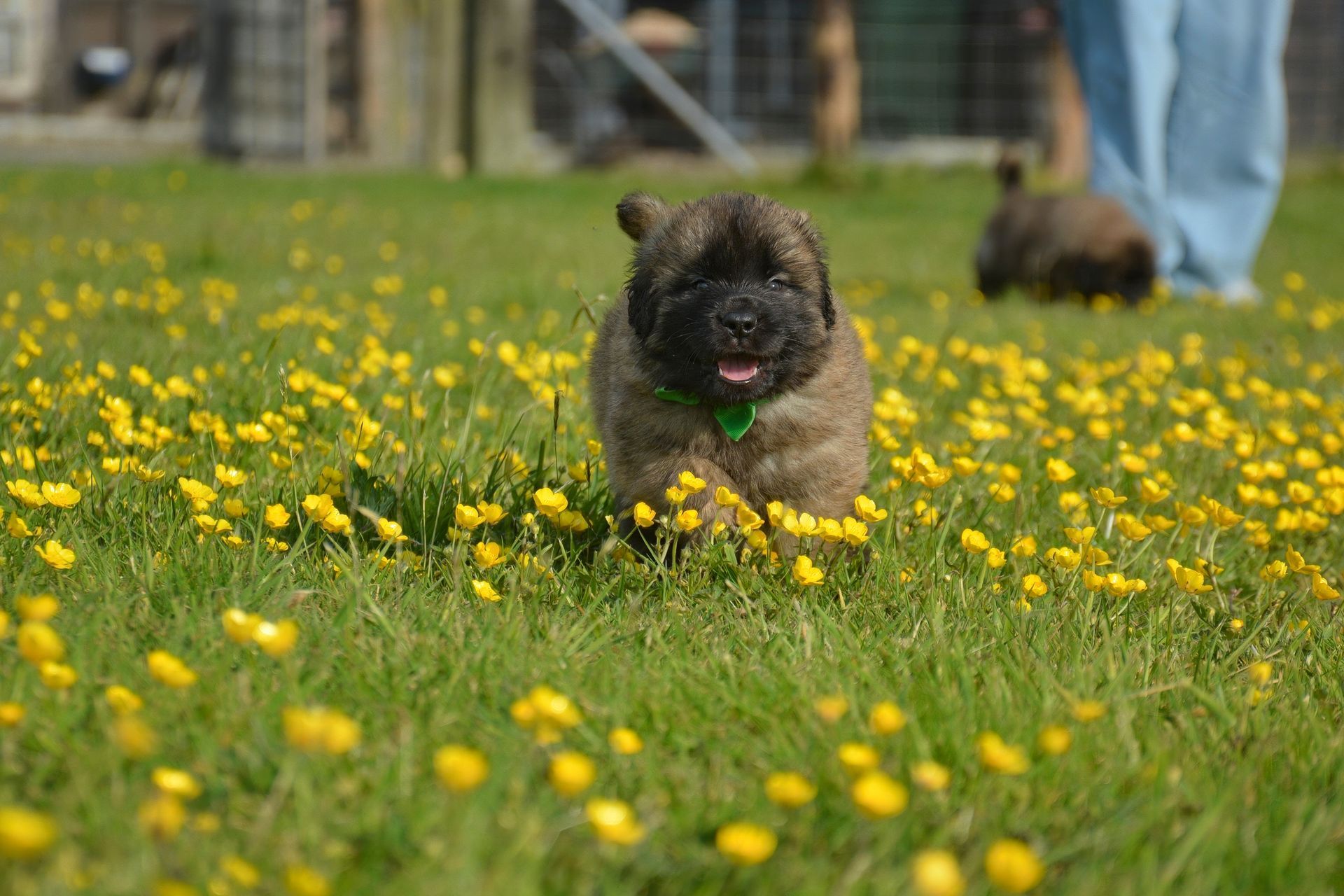 Small brown dog running through a grassy field of yellow flowers, with a person in the background