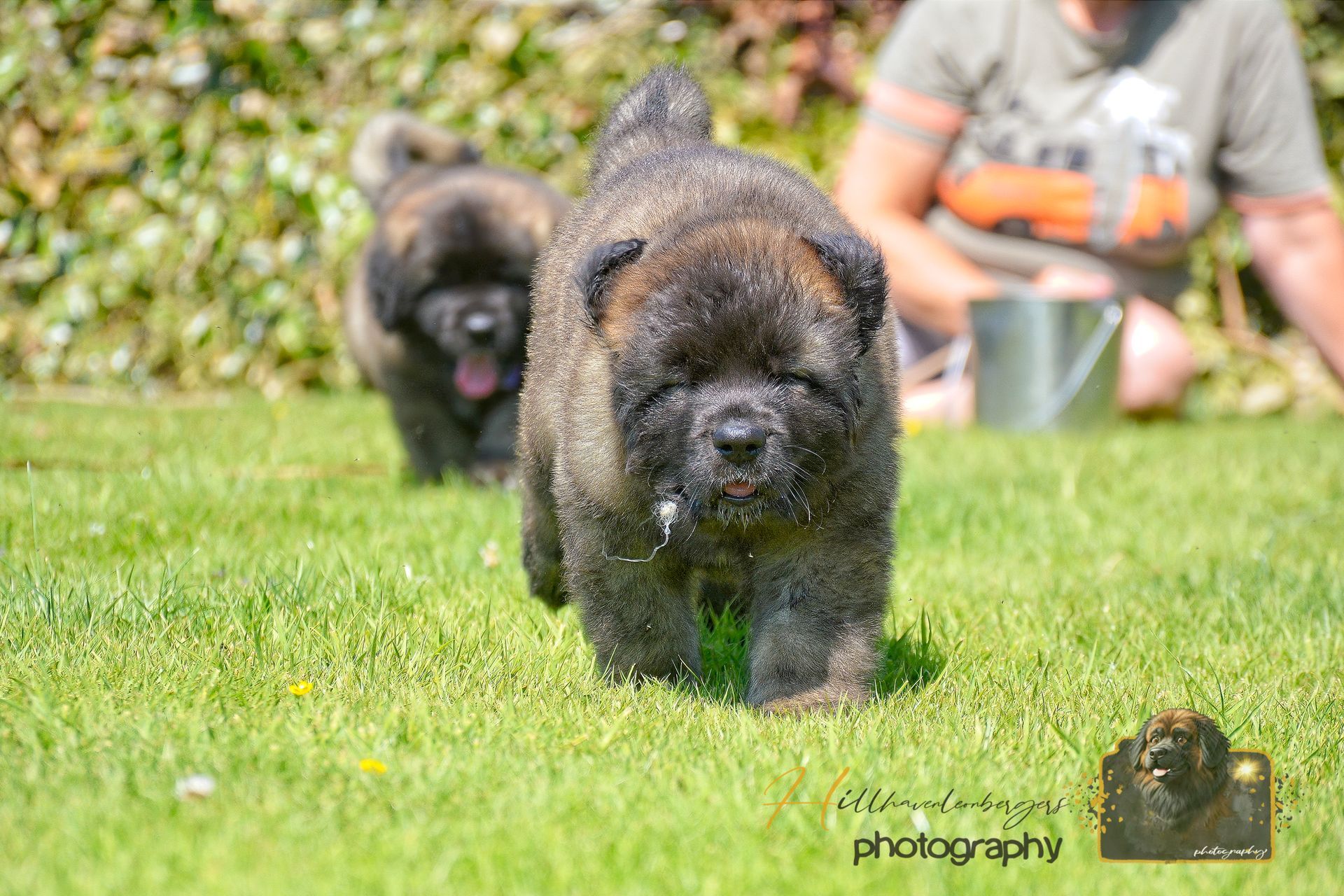 Two small dogs running toward the camera on a grassy lawn, with a person seated in the background