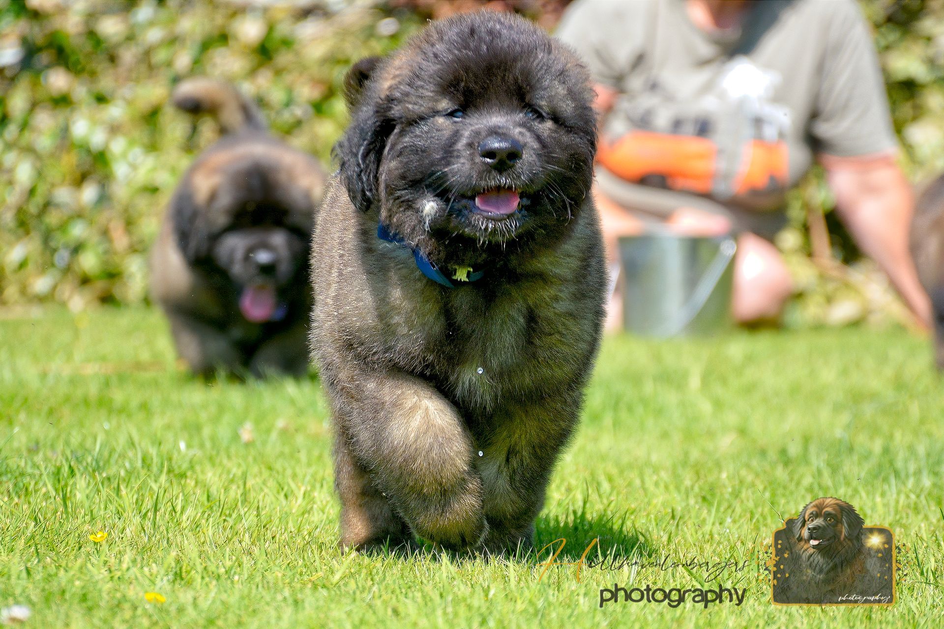 Two fluffy dogs running on grass, one black and tan in front with a blue collar.