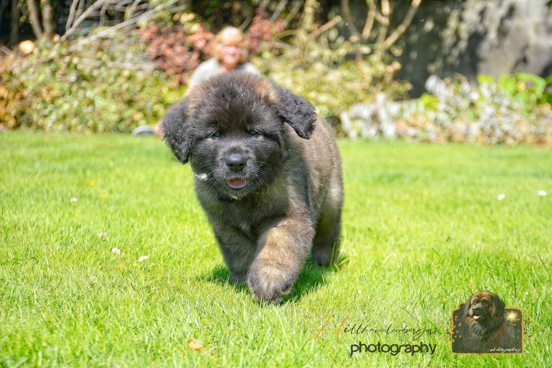 Black curly dog running on green grass outdoors