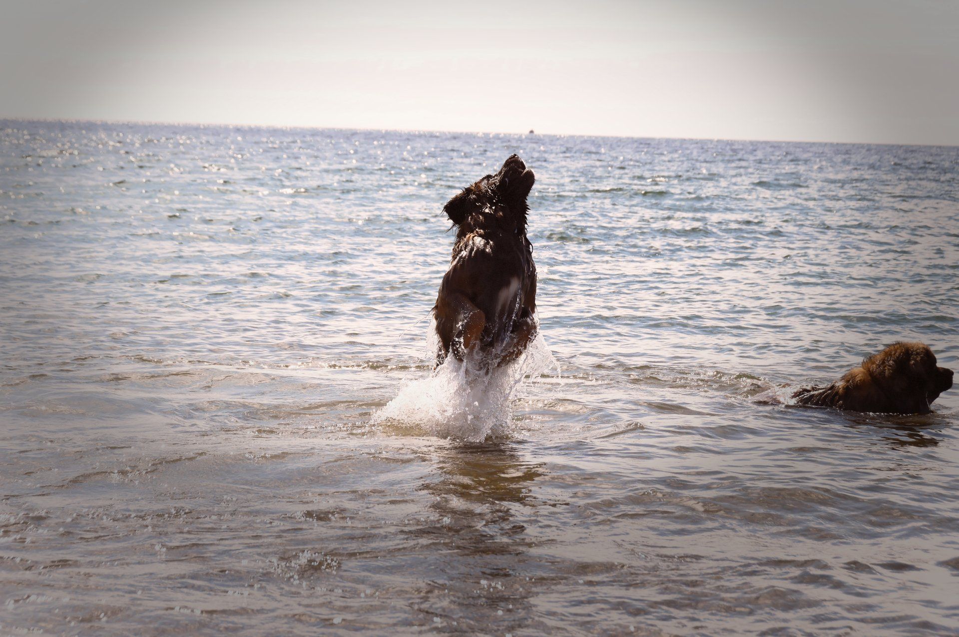 Hillhavenleonbergers leonbergers