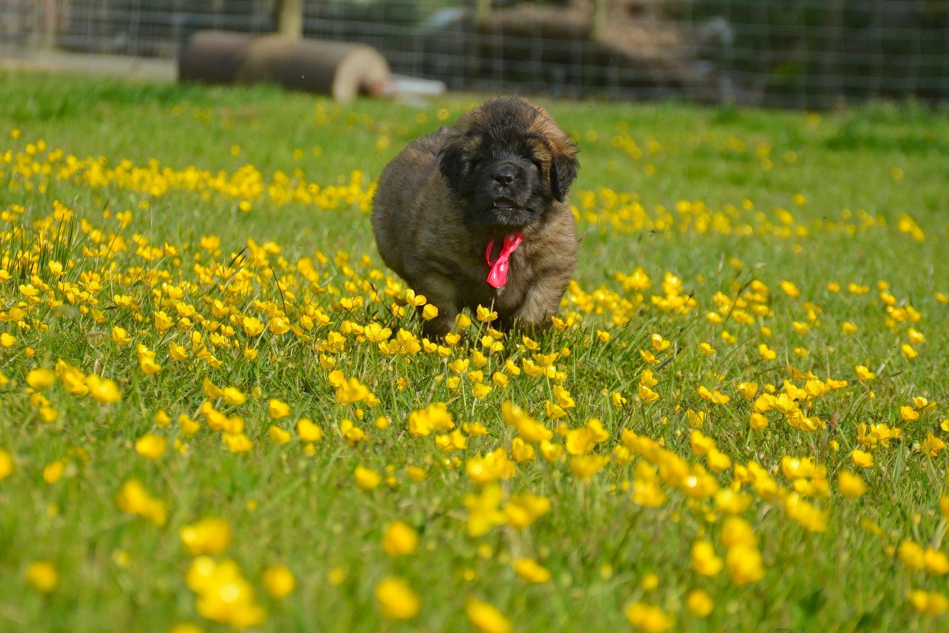 Small black dog wearing a pink bandana running through a field of yellow flowers