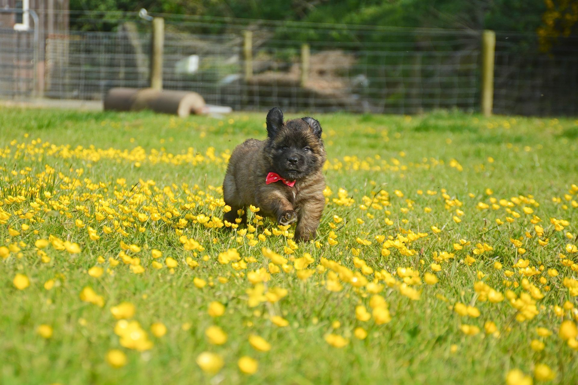 Small dog running through a field of yellow flowers, wearing a red bow, with a fenced yard in the background