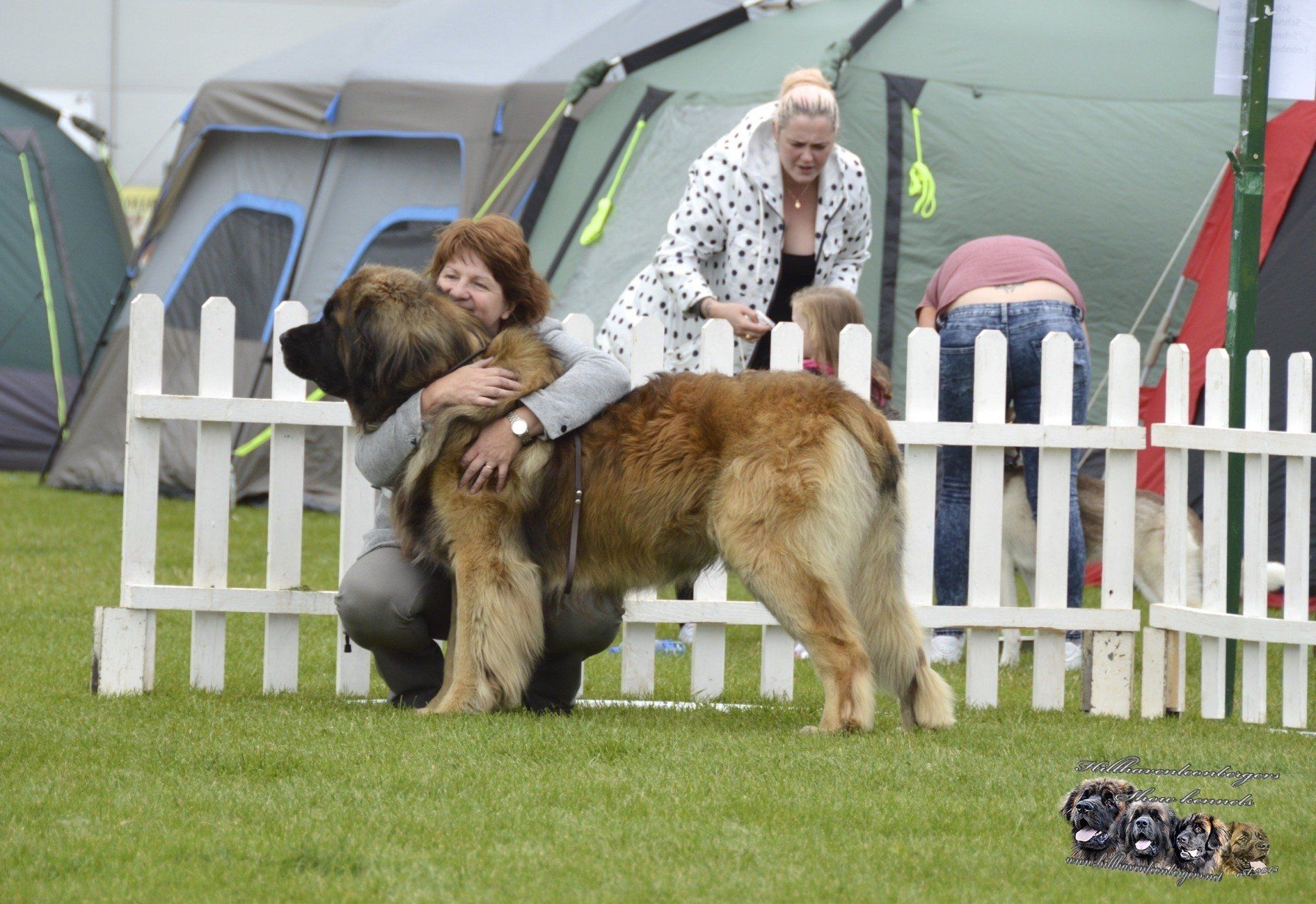 Hillhavenleonbergers leonbergers
