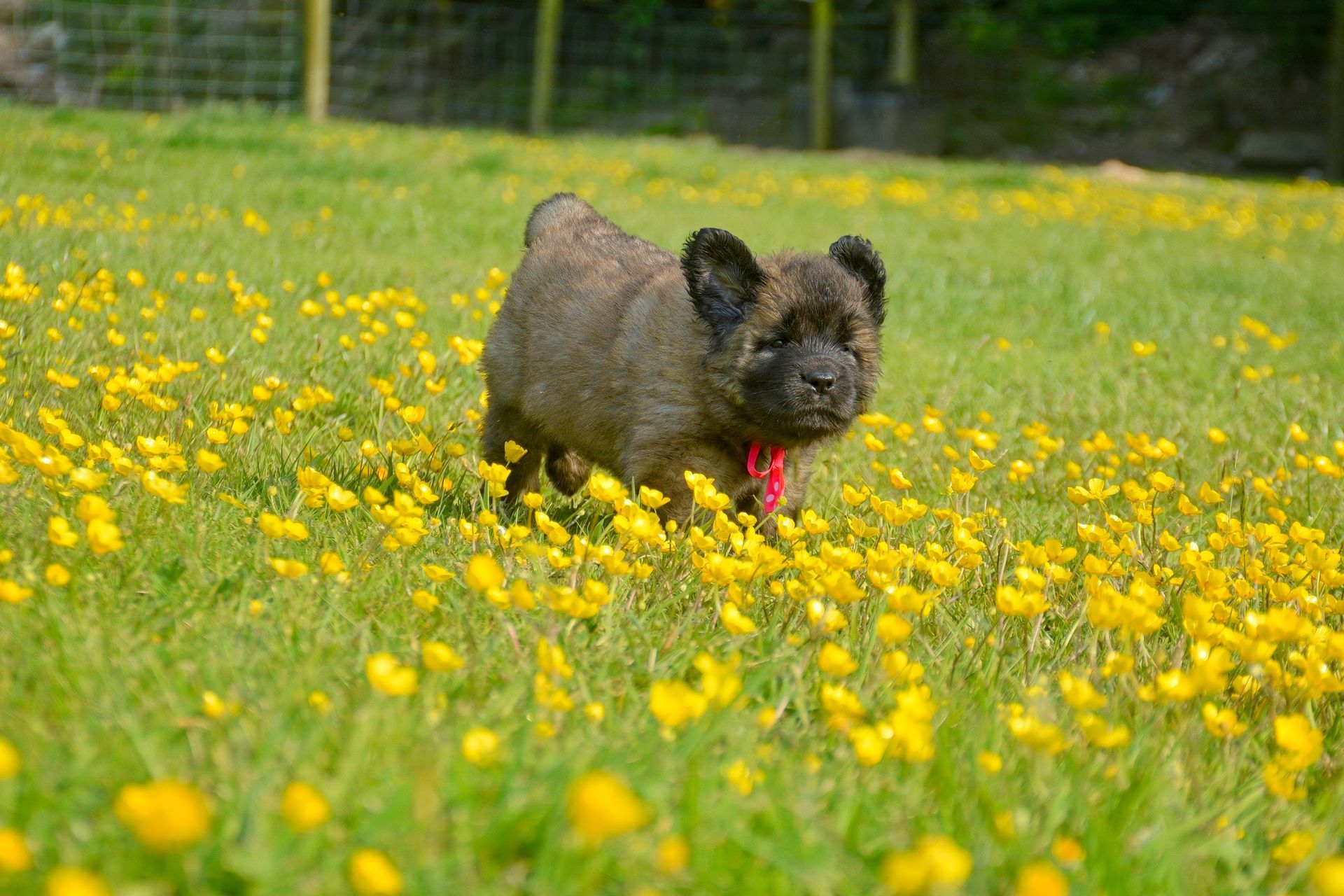 Small black dog walking through a field of yellow flowers on a sunny day