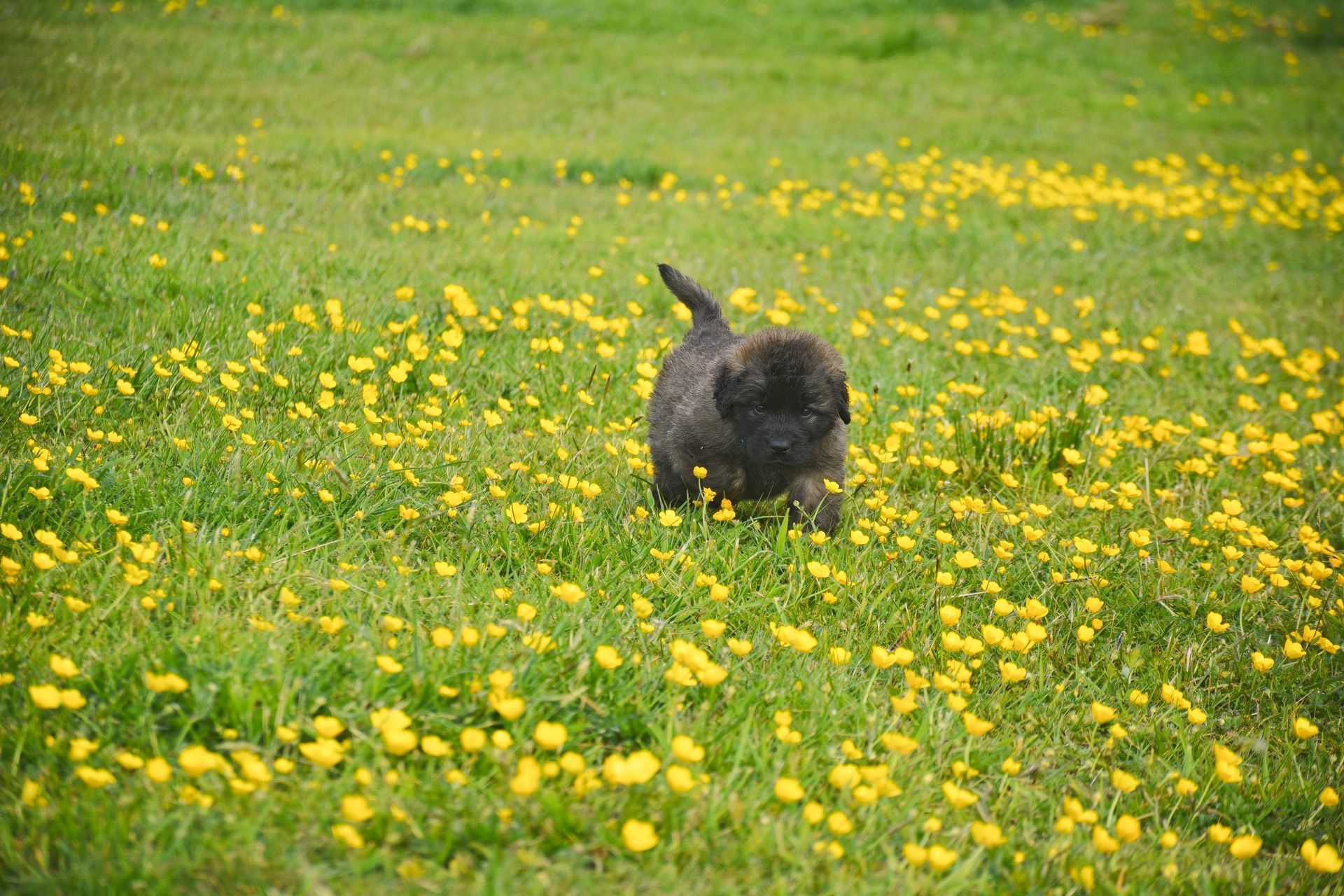 Black dog running through a green meadow dotted with yellow flowers