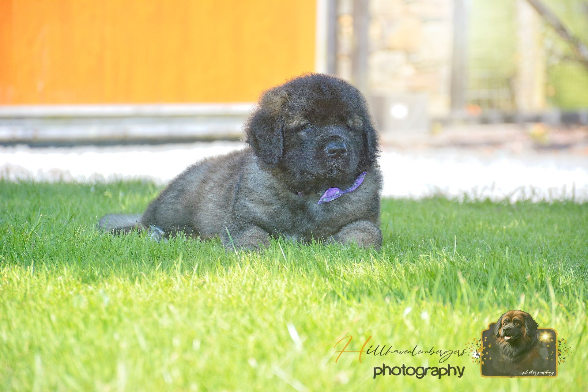 Black fluffy puppy lying in bright green grass near a wall