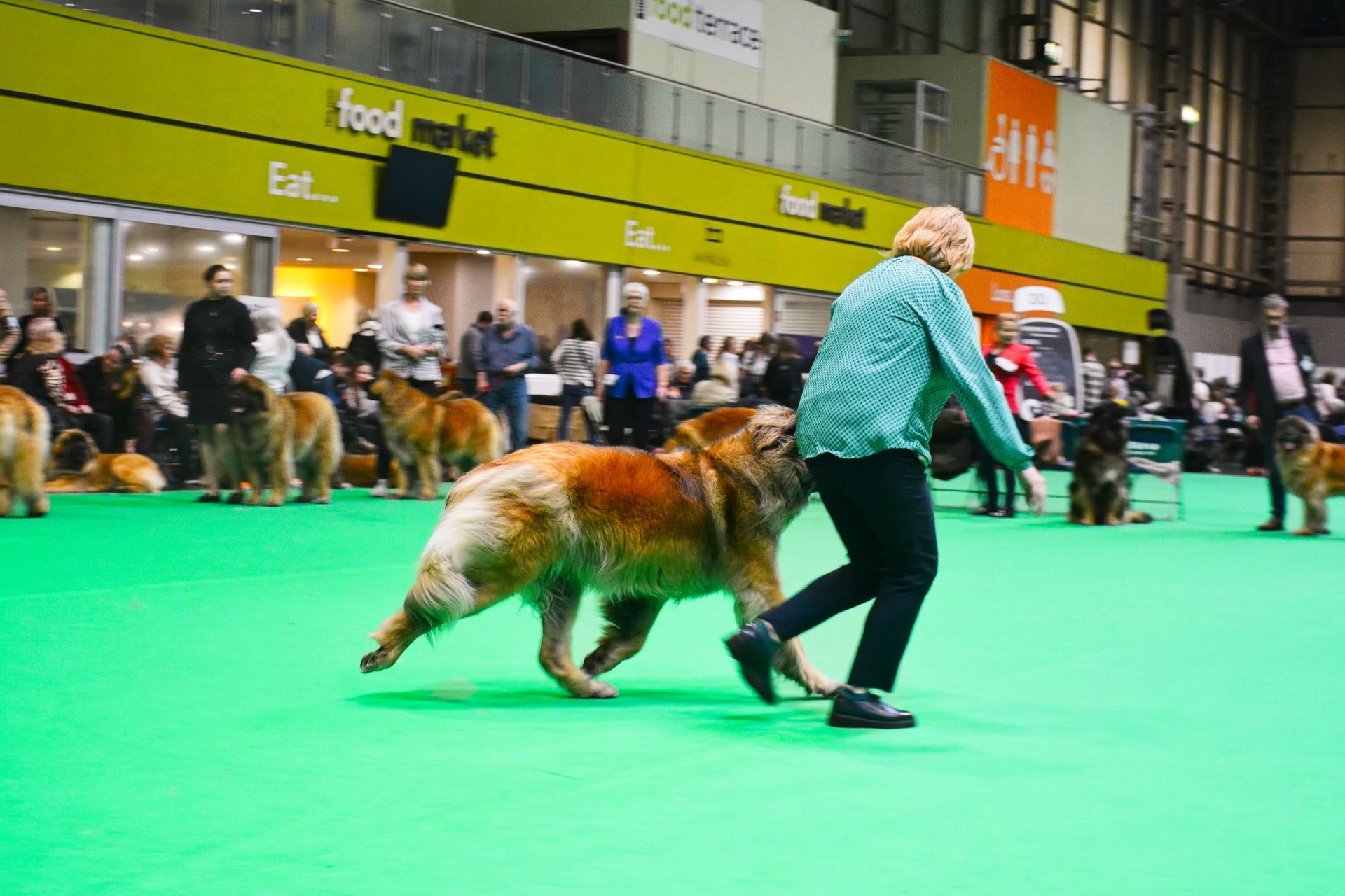 Hillhavenleonbergers leonbergers