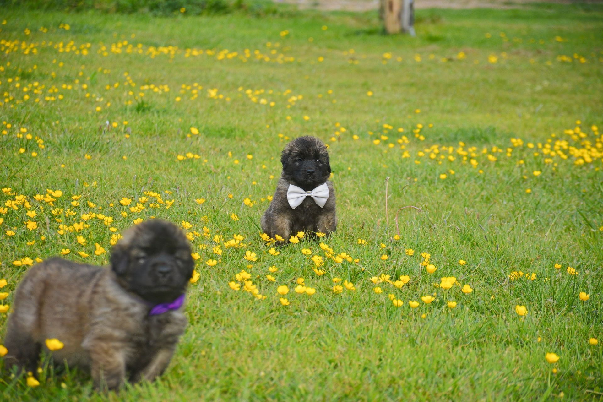 Two small dogs in a grassy field with yellow flowers, one wearing a purple collar and one a white bow tie