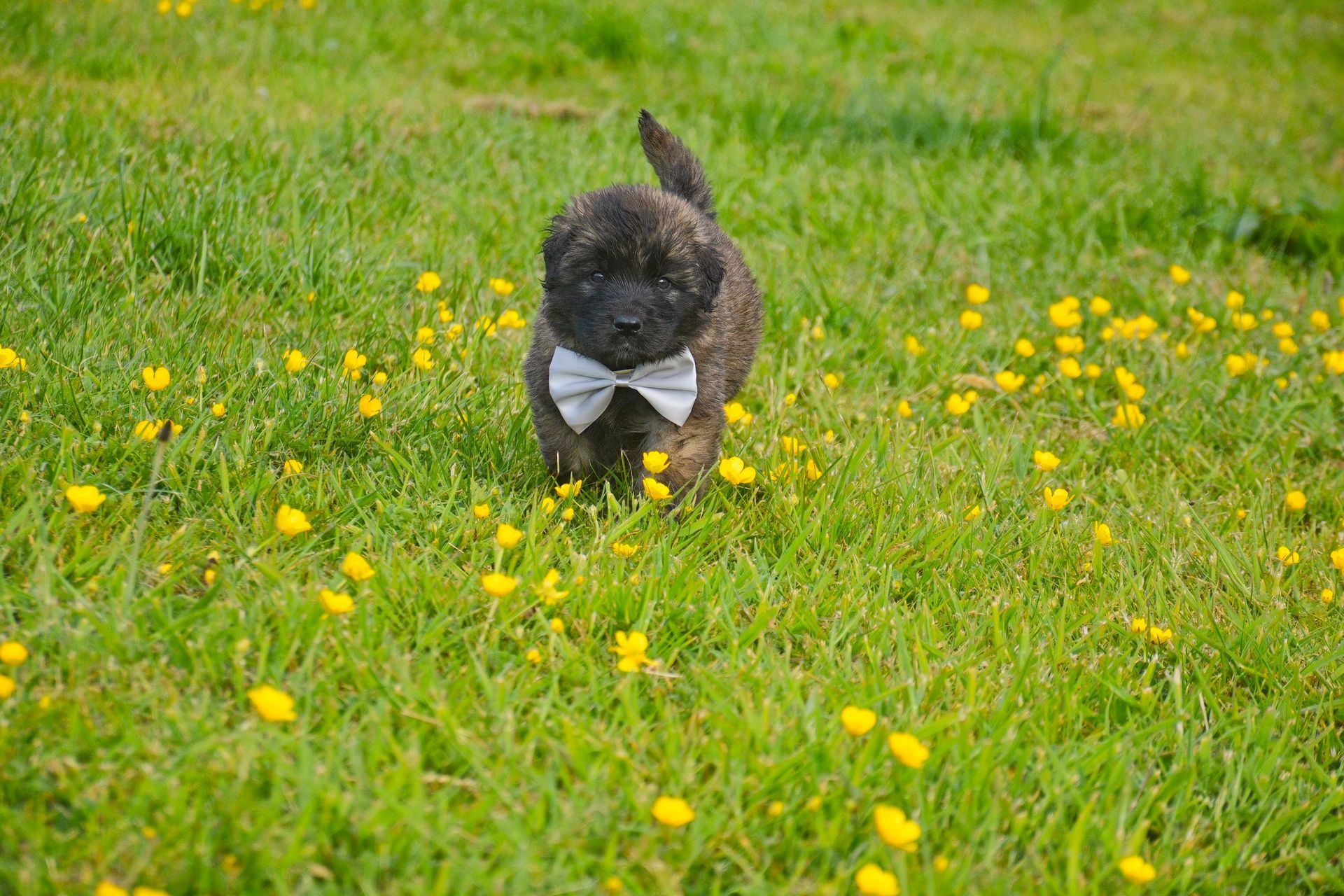 Small black dog wearing a white bow tie walking through a grassy field with yellow flowers