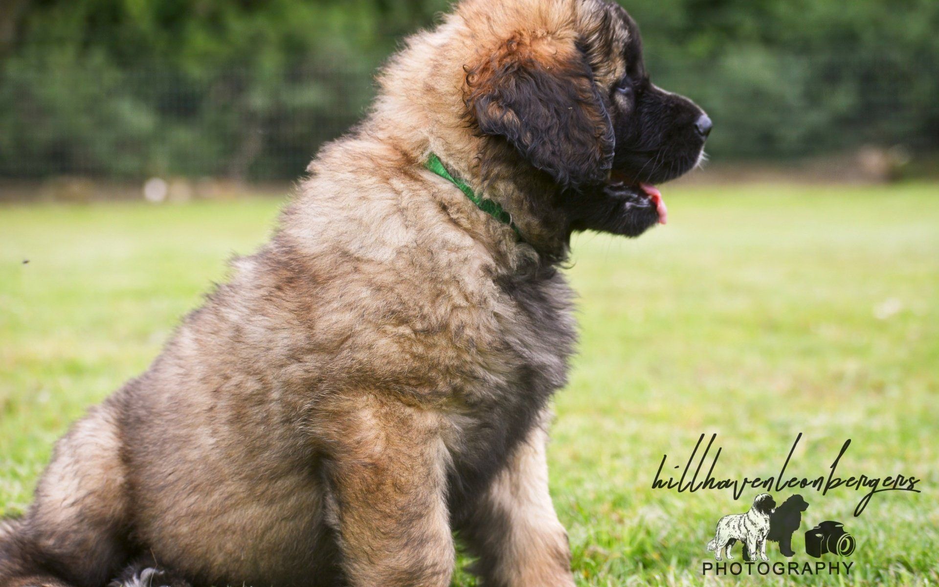 Hillhavenleonbergers leonbergers