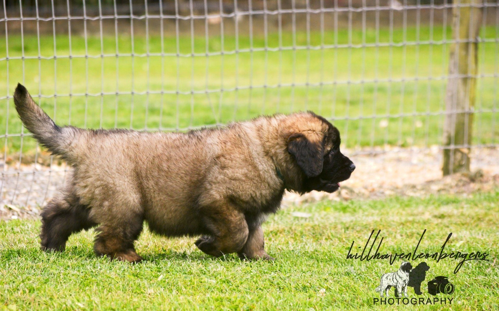 Hillhavenleonbergers leonbergers