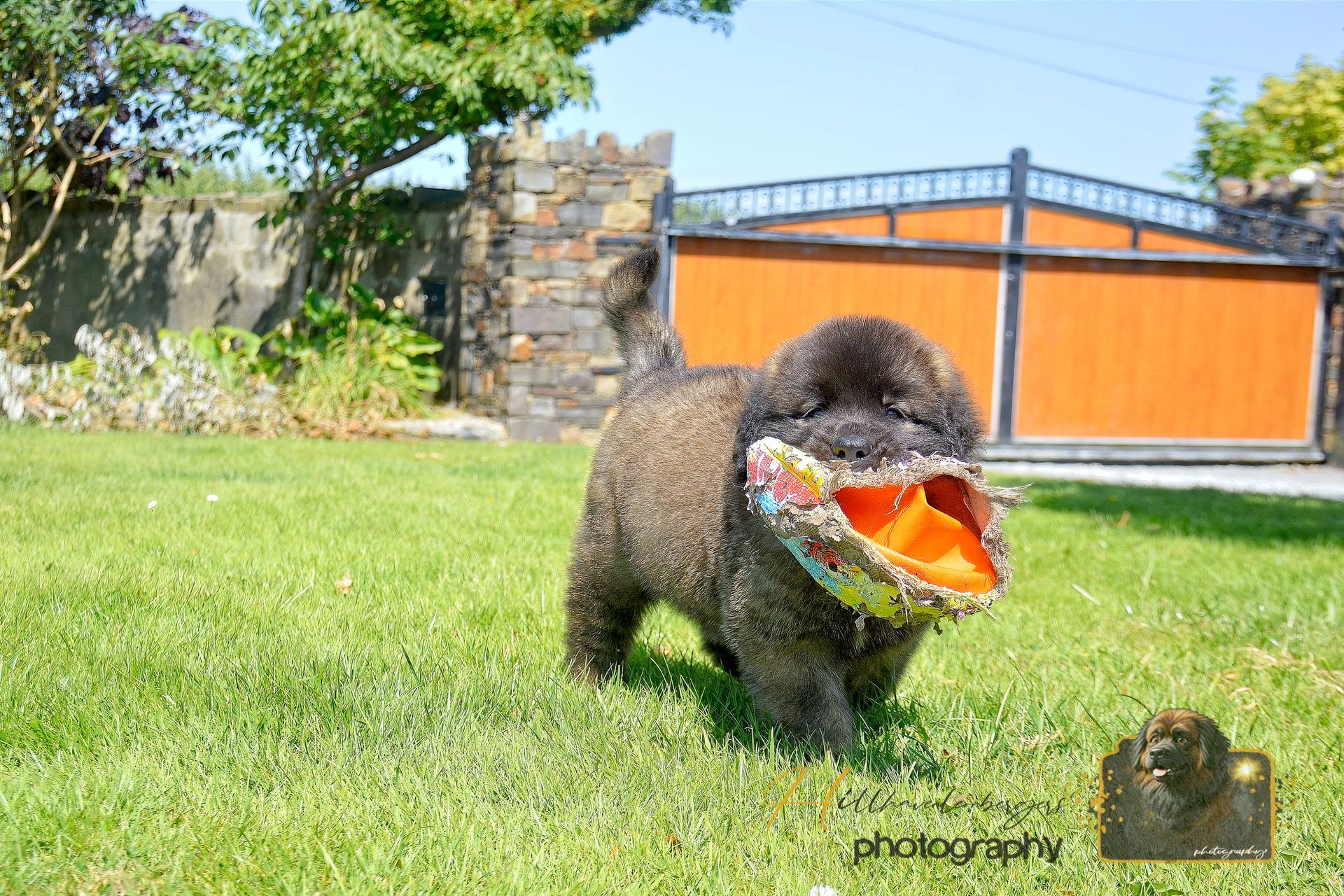 Gray poodle holding an orange toy in a sunny grassy yard near a stone wall and orange gate
