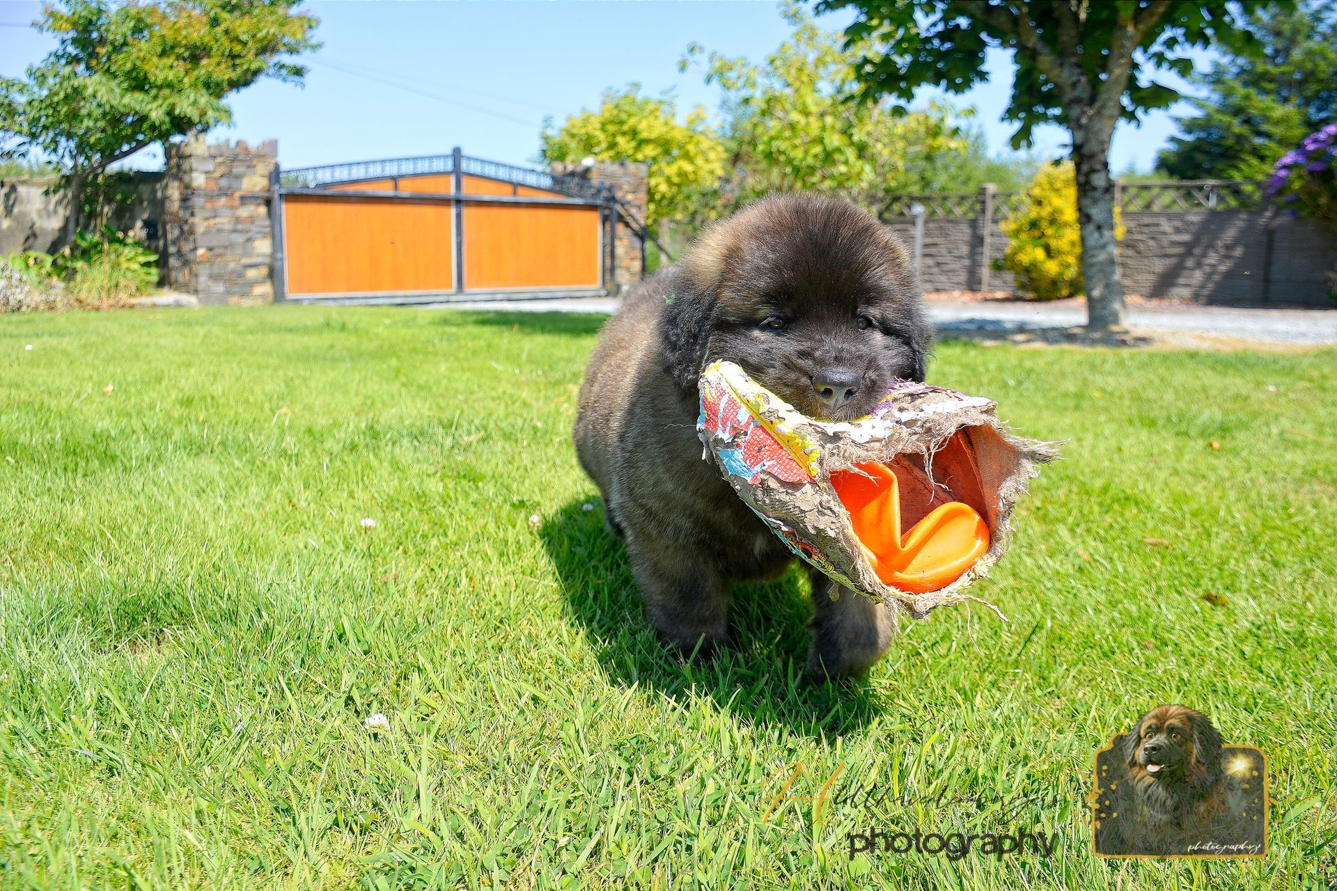 Black cat dragging a torn orange-and-white object across a grassy yard near a gate