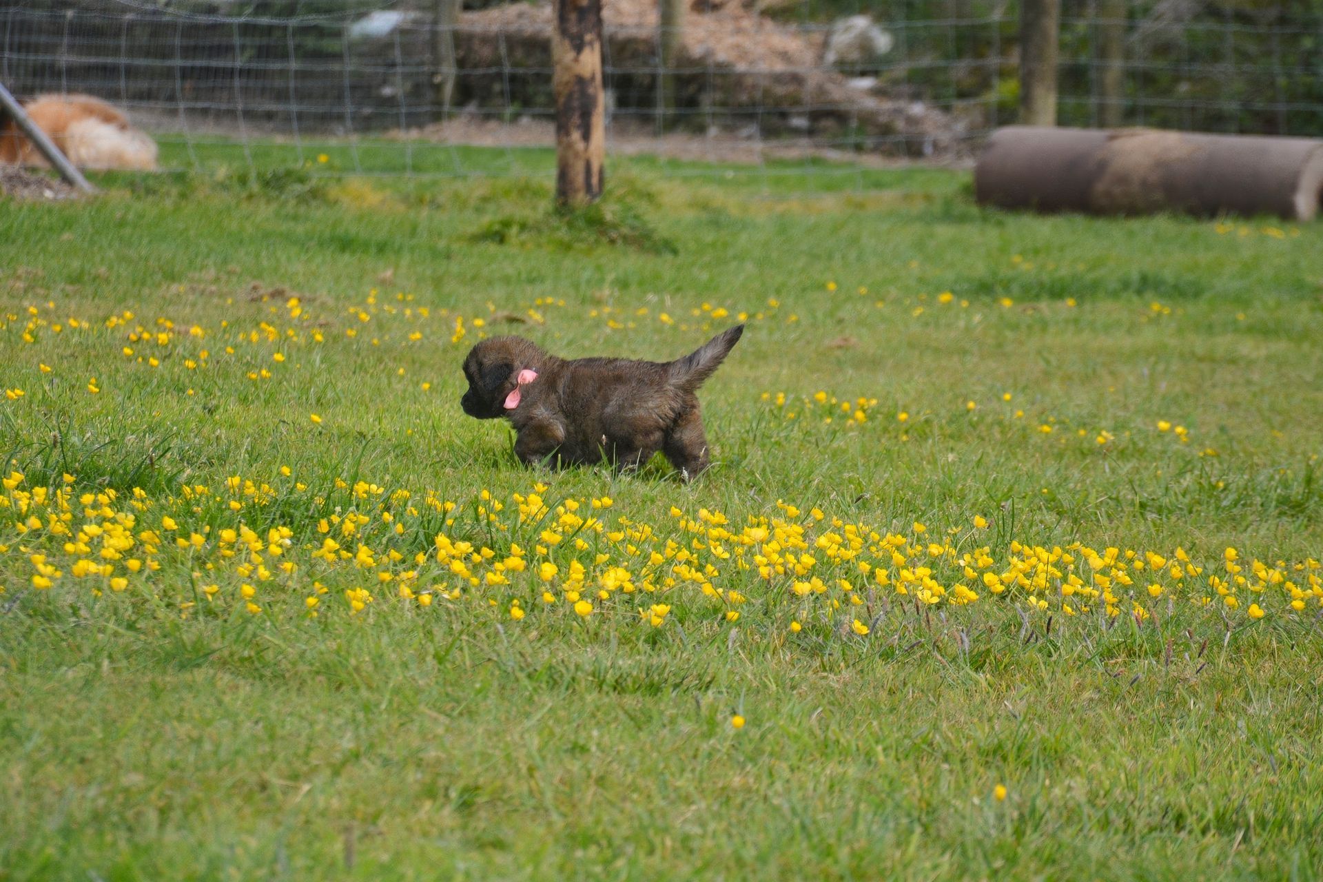 Small black dog with a pink collar running through a field of yellow flowers and green grass